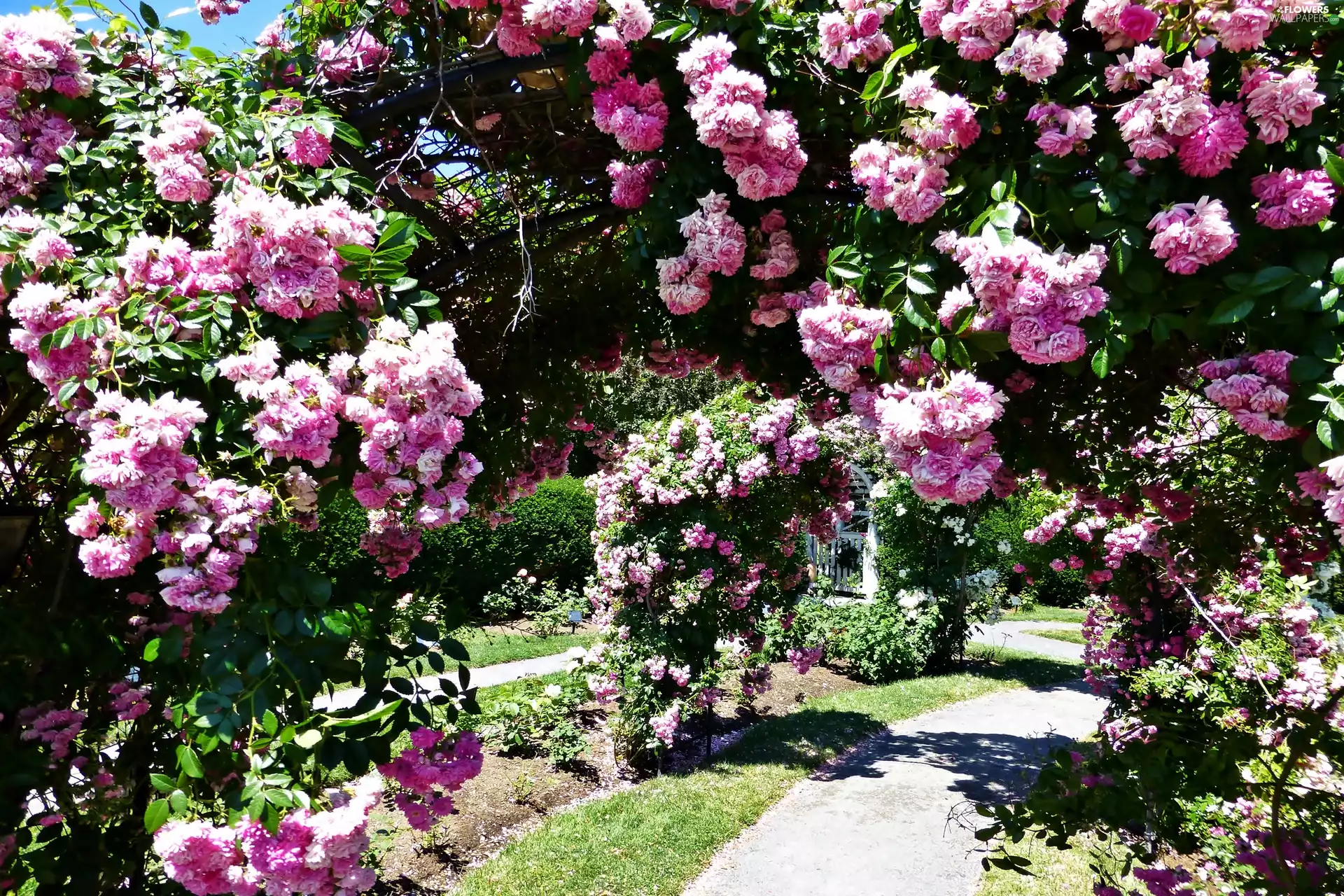 Garden, summer, Climbing, roses, luminosity, shadow, sun, flash, ligh