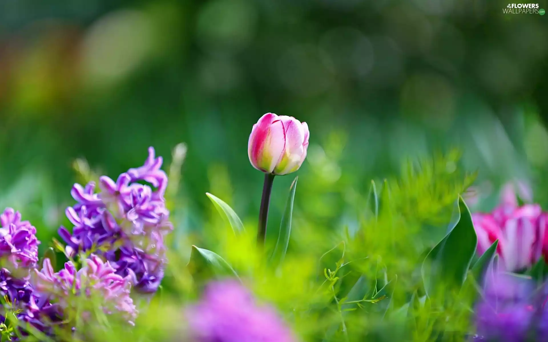 Tulips, Bokeh, Garden, Flowers
