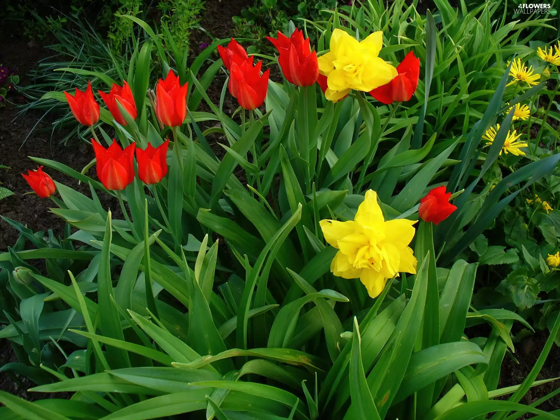 Garden, Daffodils, Tulips