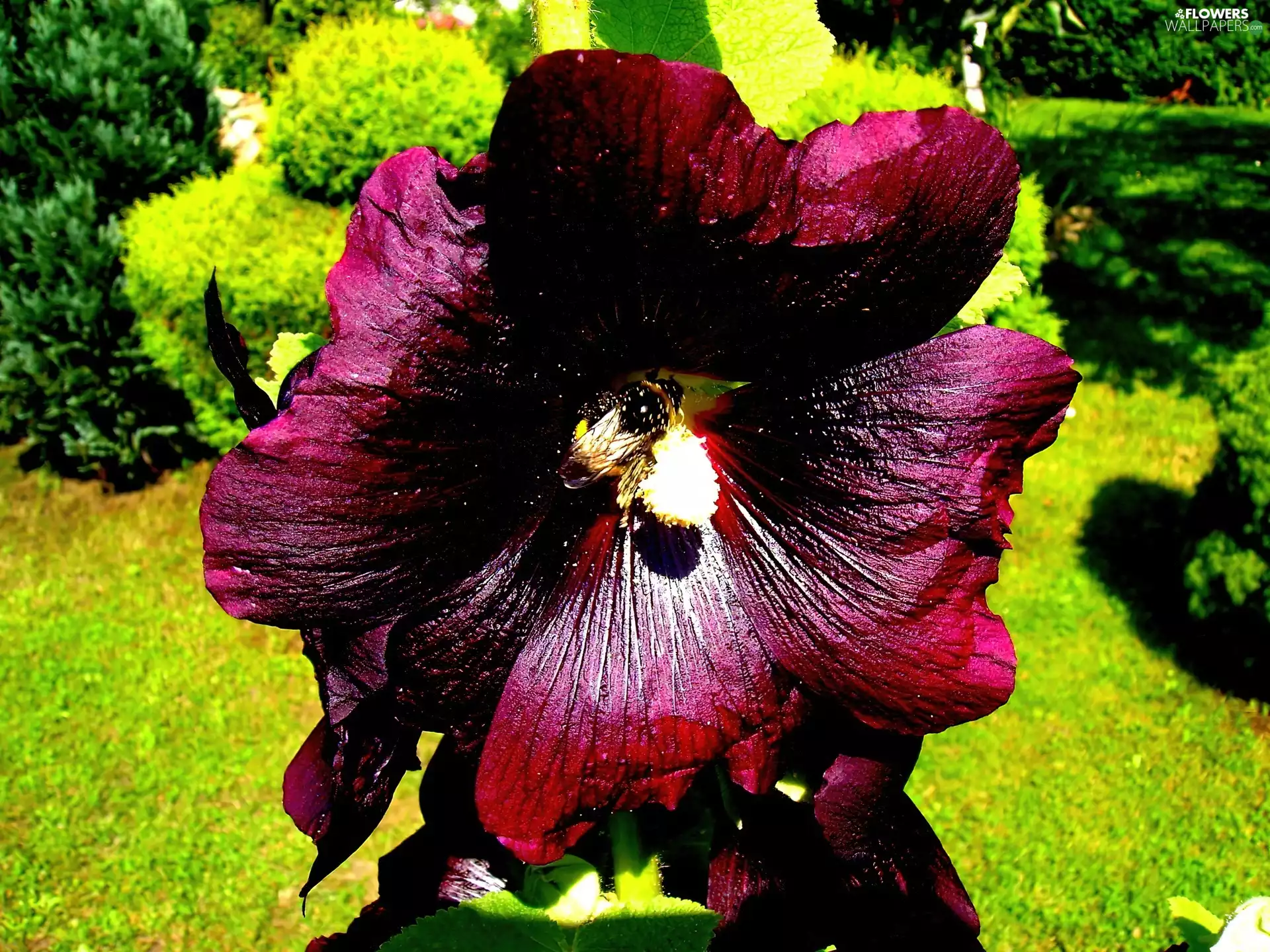 Garden, mallow, Violet