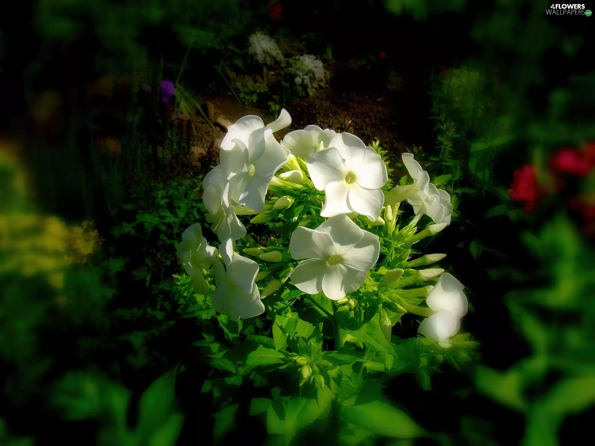 Garden, phlox, White