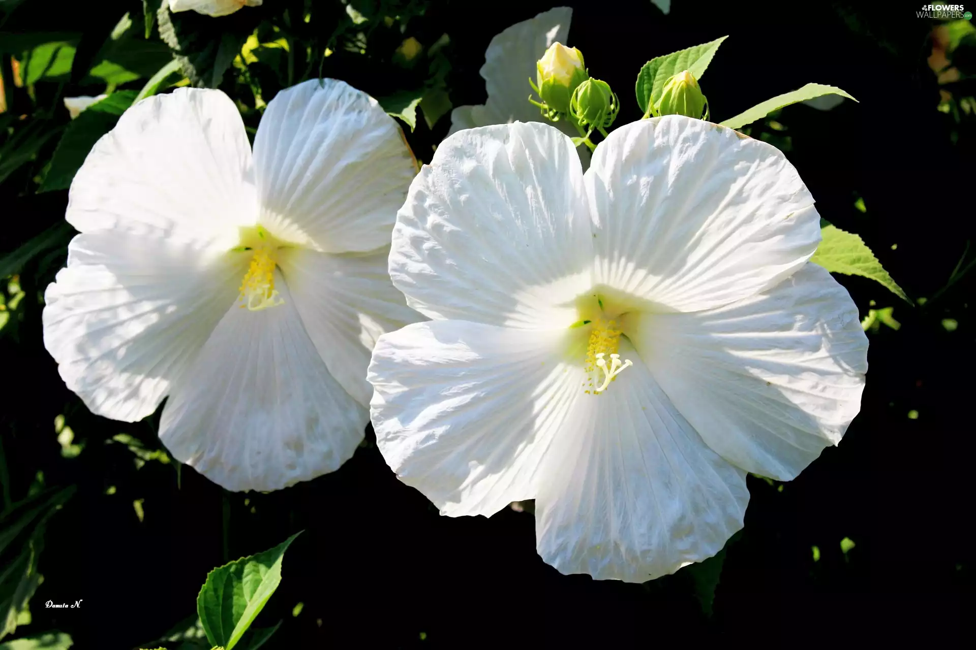 Buds, hibiskus, summer, Garden, Leaf, White