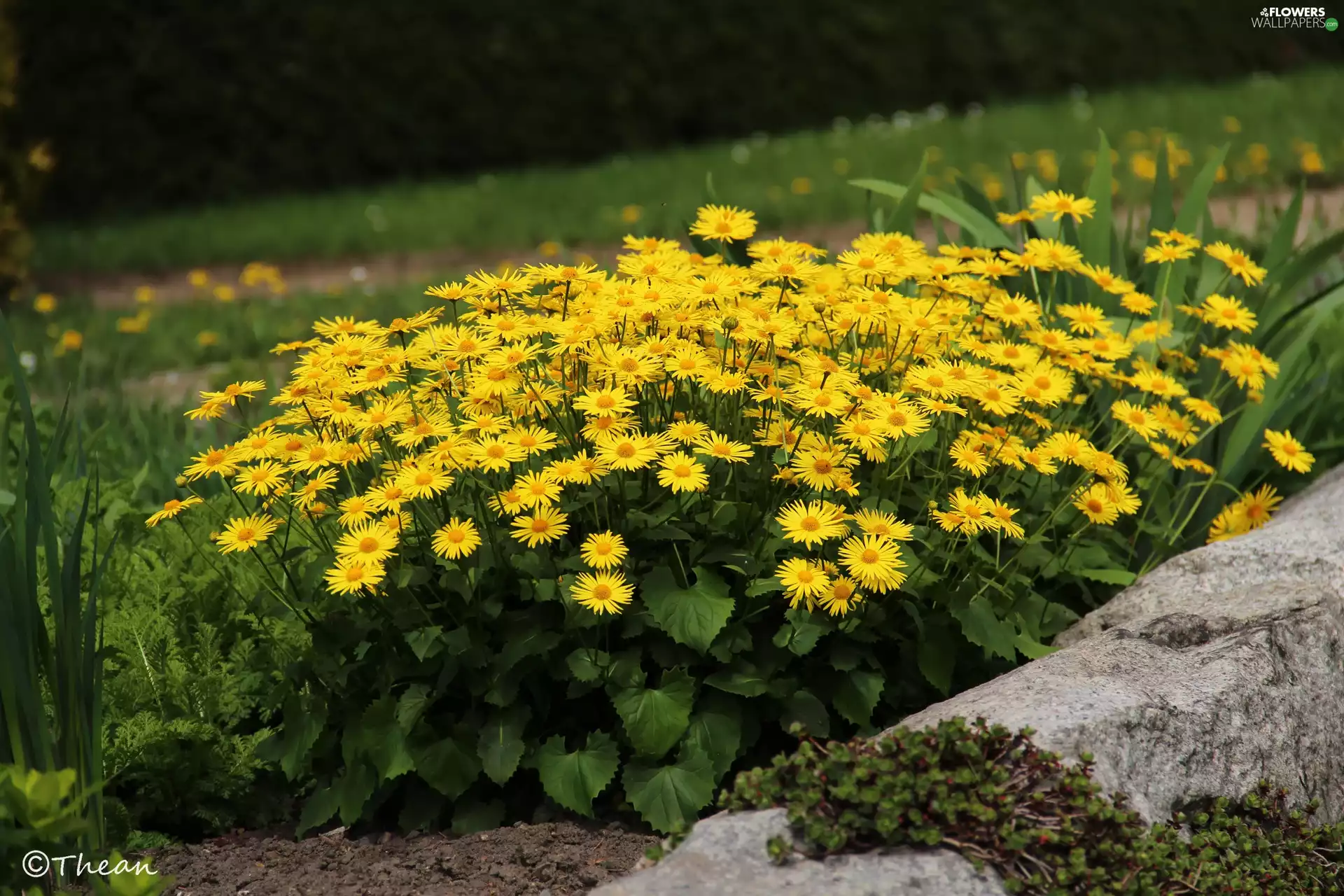 Yellow, ##, garden, Flowers