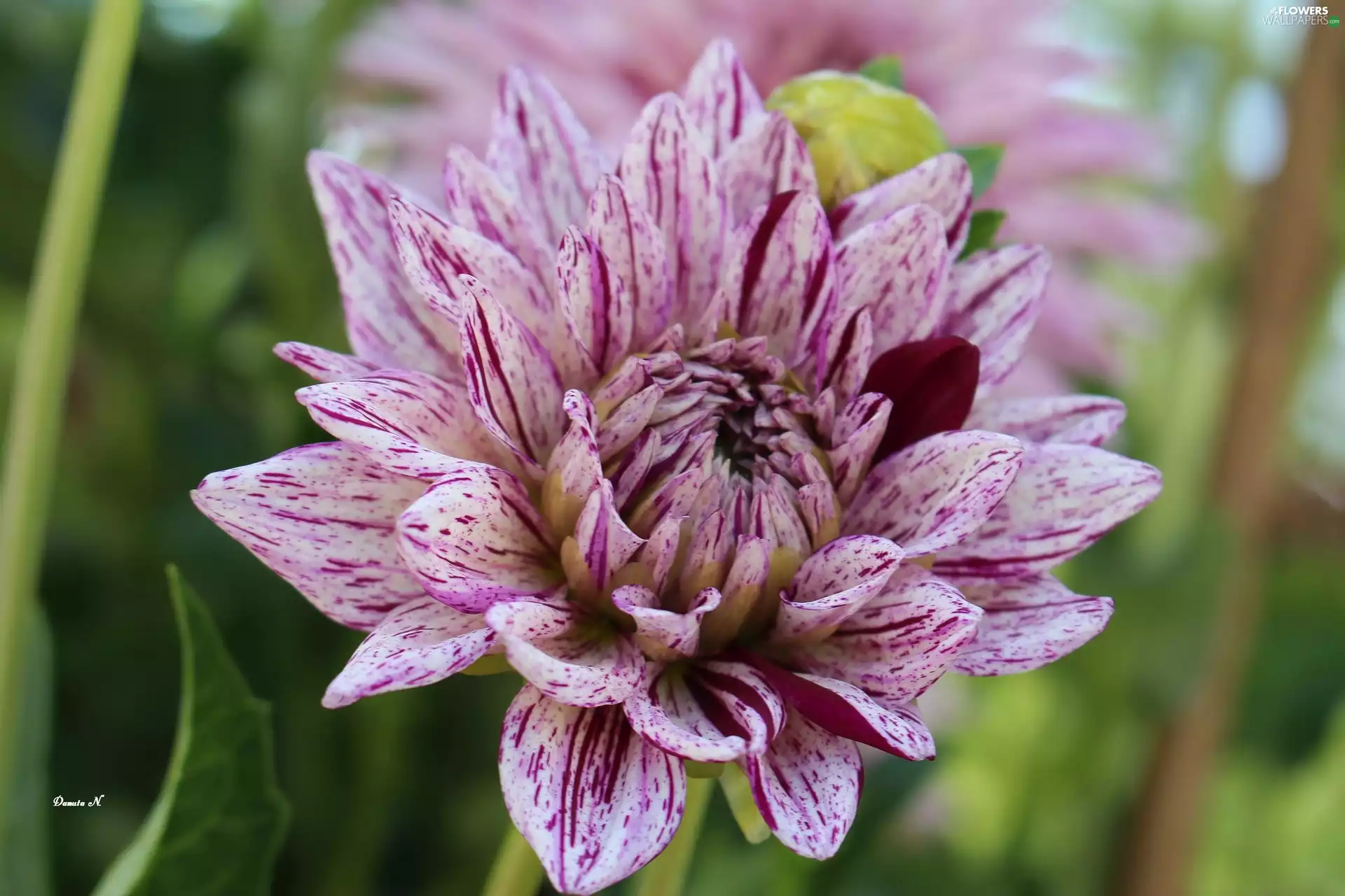 summer, Gardens, dappled, leaf, Dalia