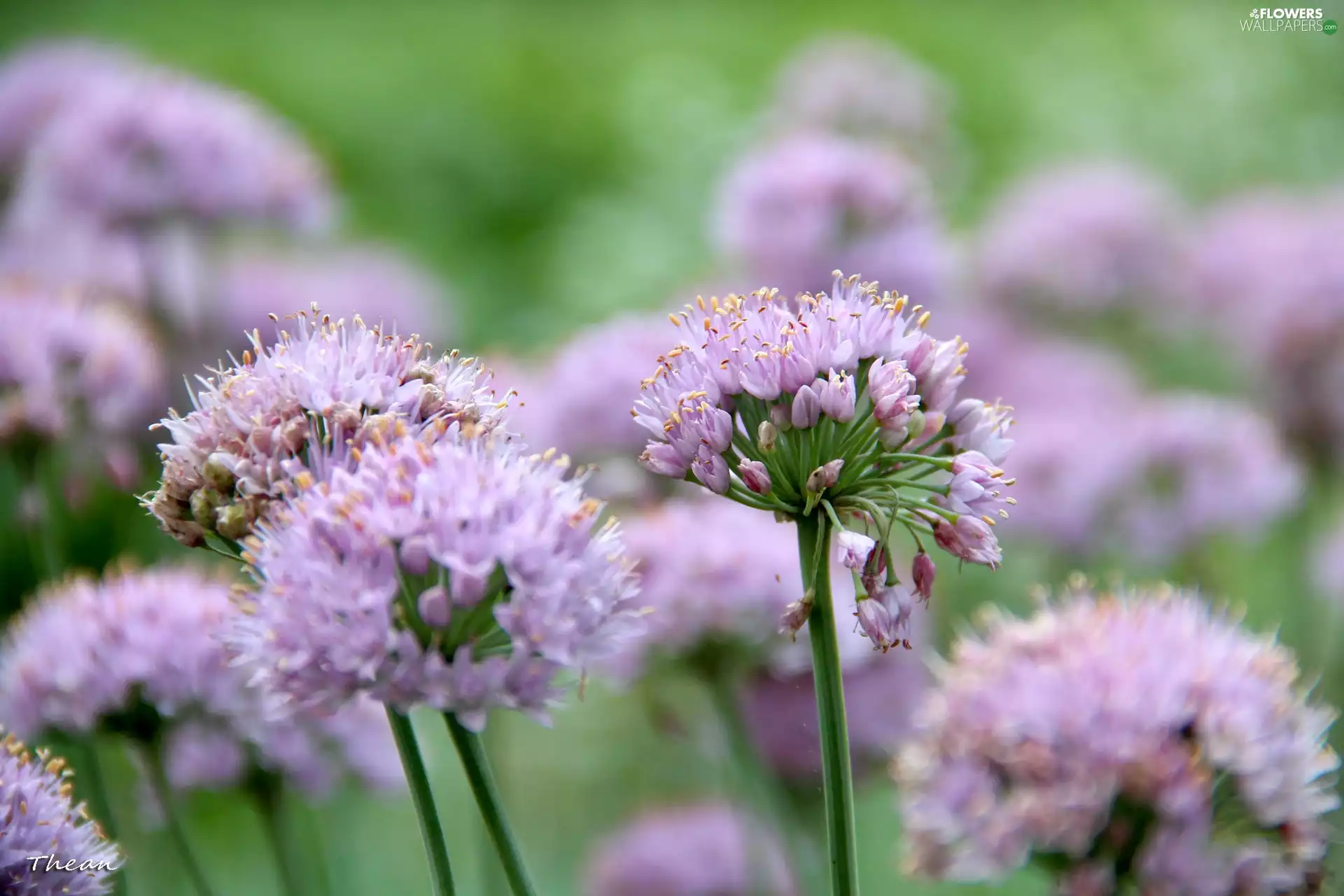 garlic, purple, Flowers