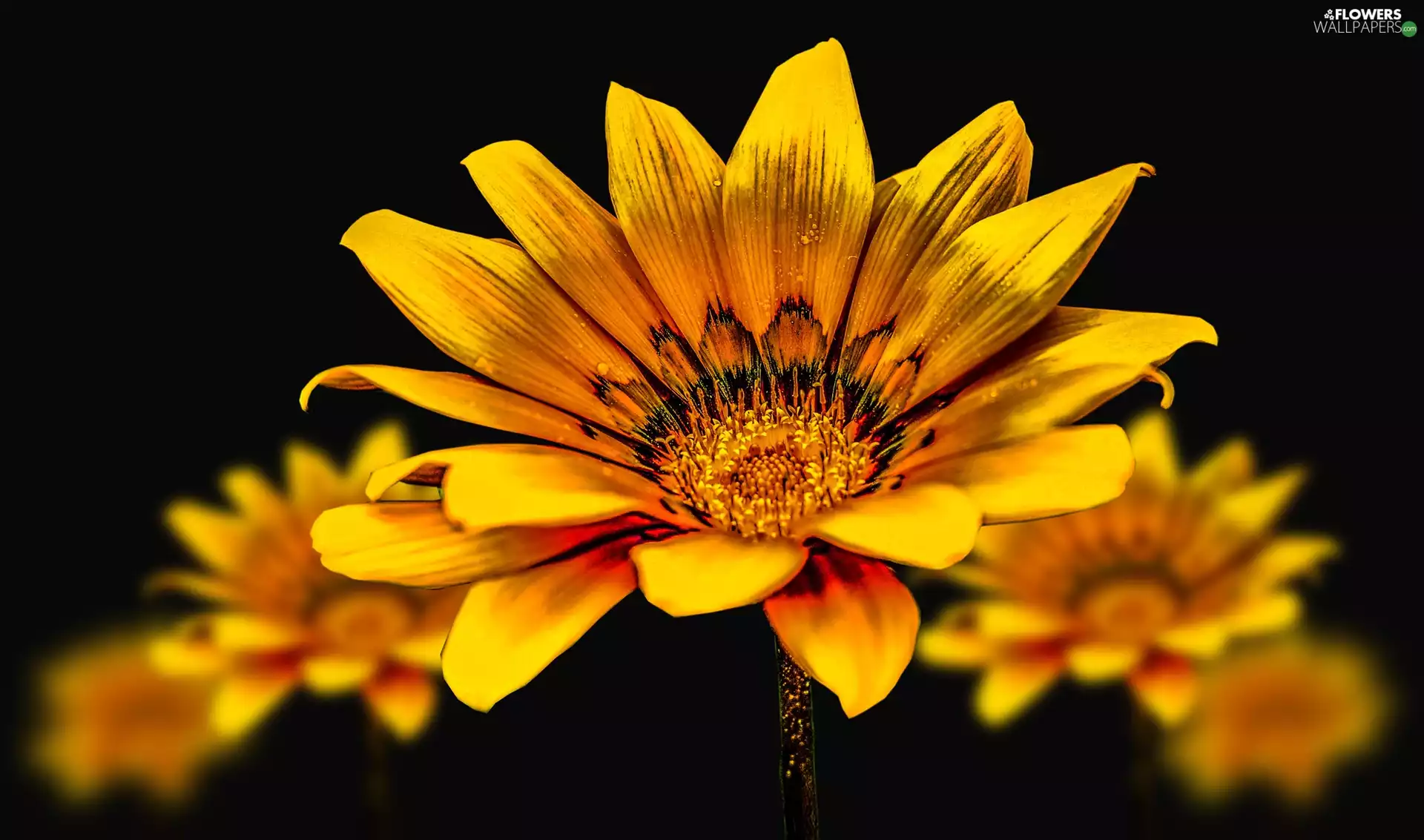 Yellow, Gazania, black background, Flowers