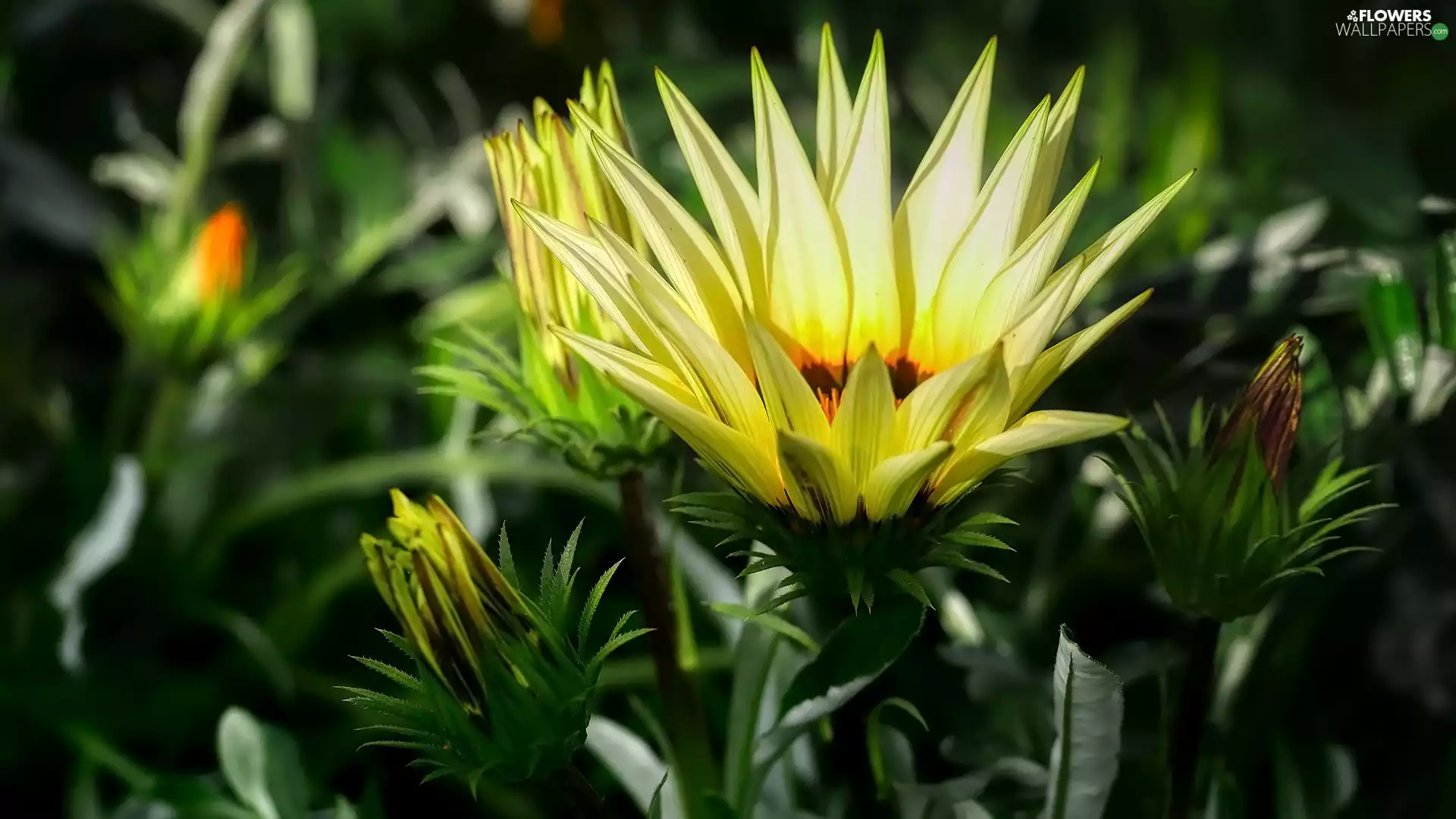 Buds, Colourfull Flowers, Gazania