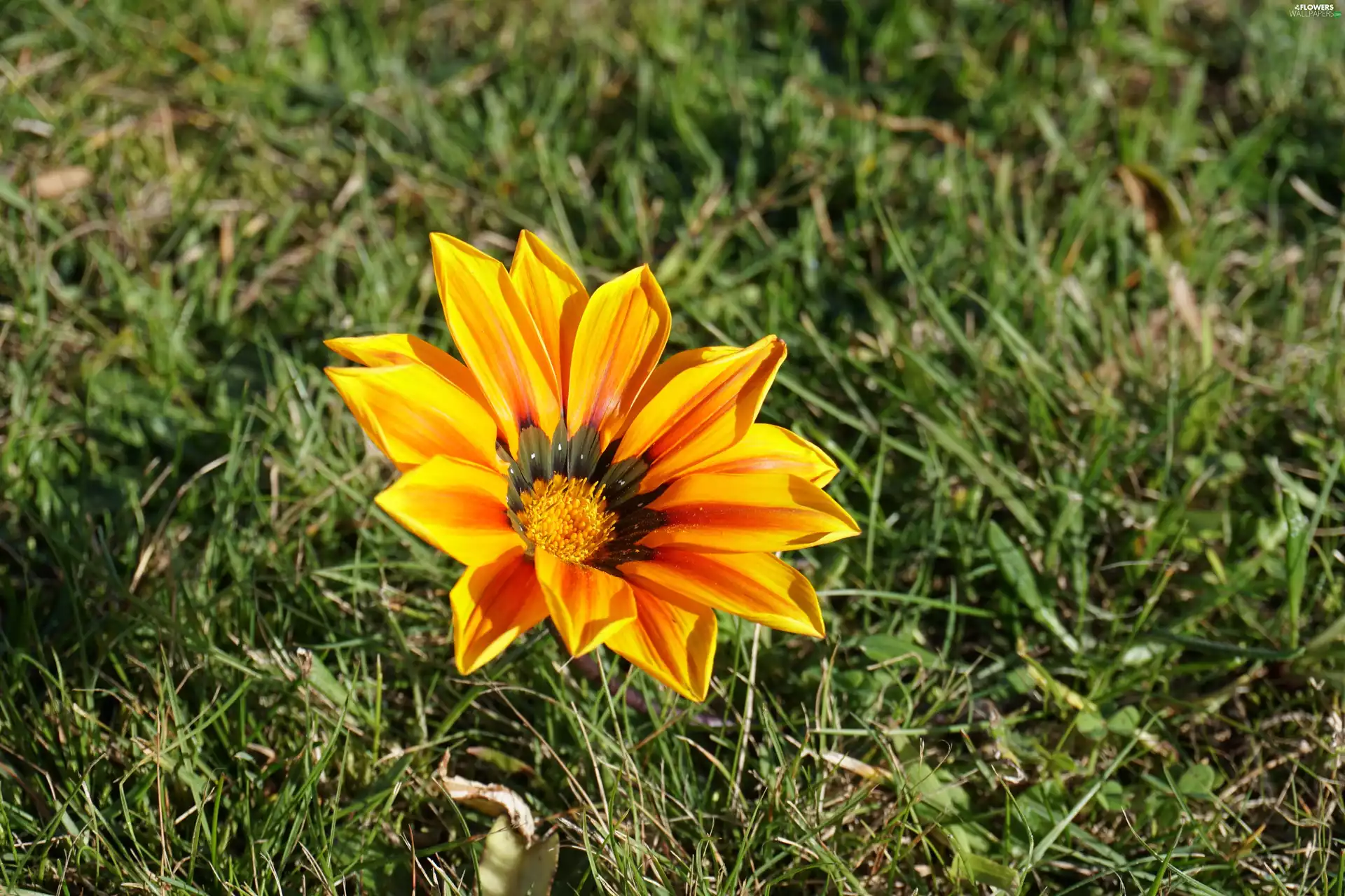 grass, Colourfull Flowers, Gazania