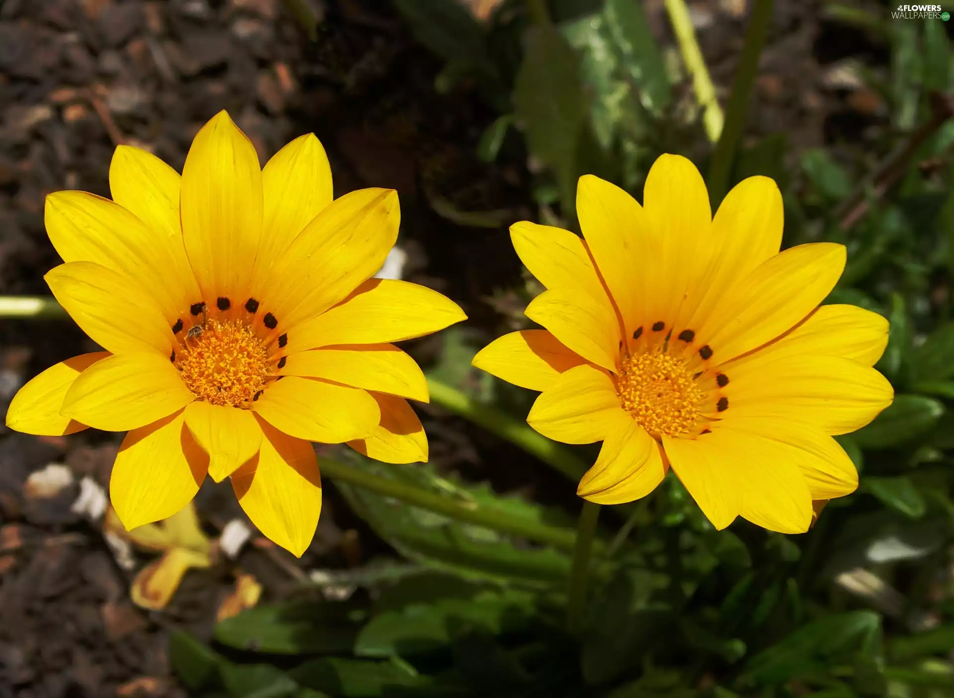 Gazania, Shining