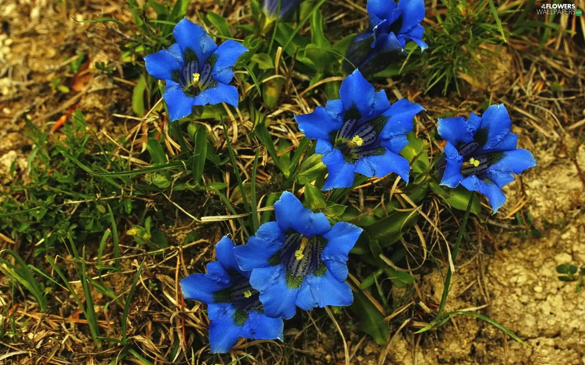 Gentian, Cornflower, Flowers