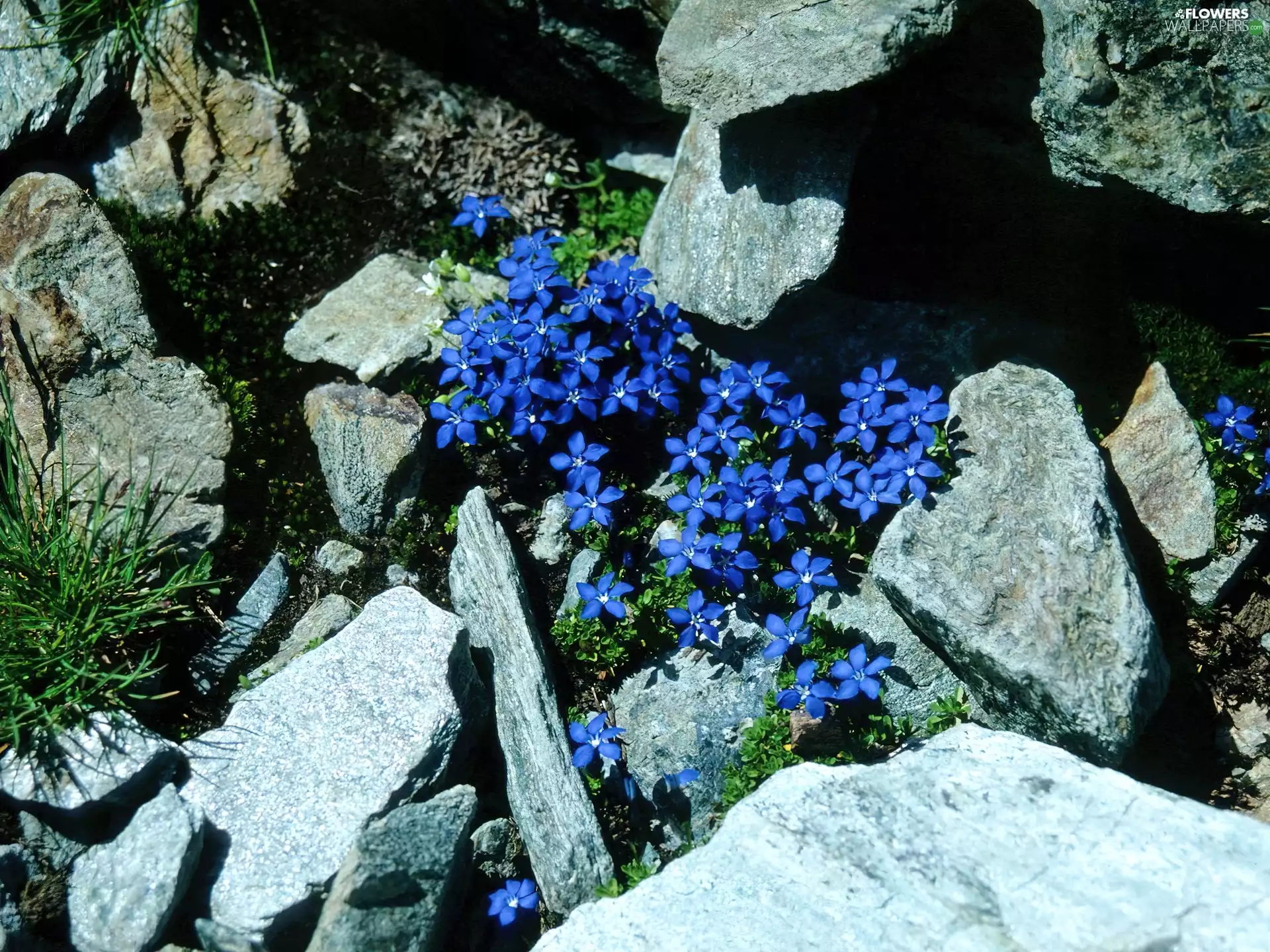 Gentian, Stones