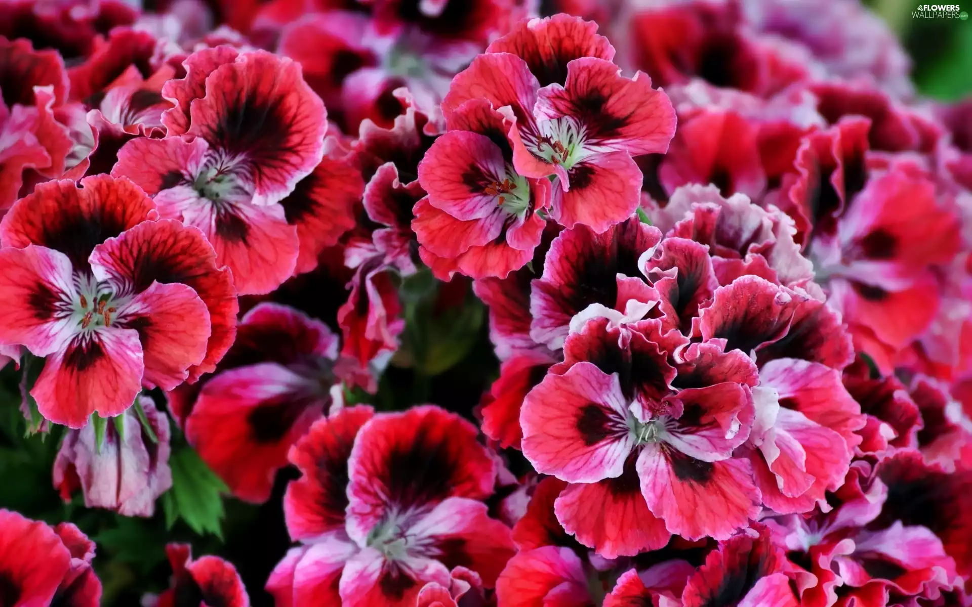 geranium, English