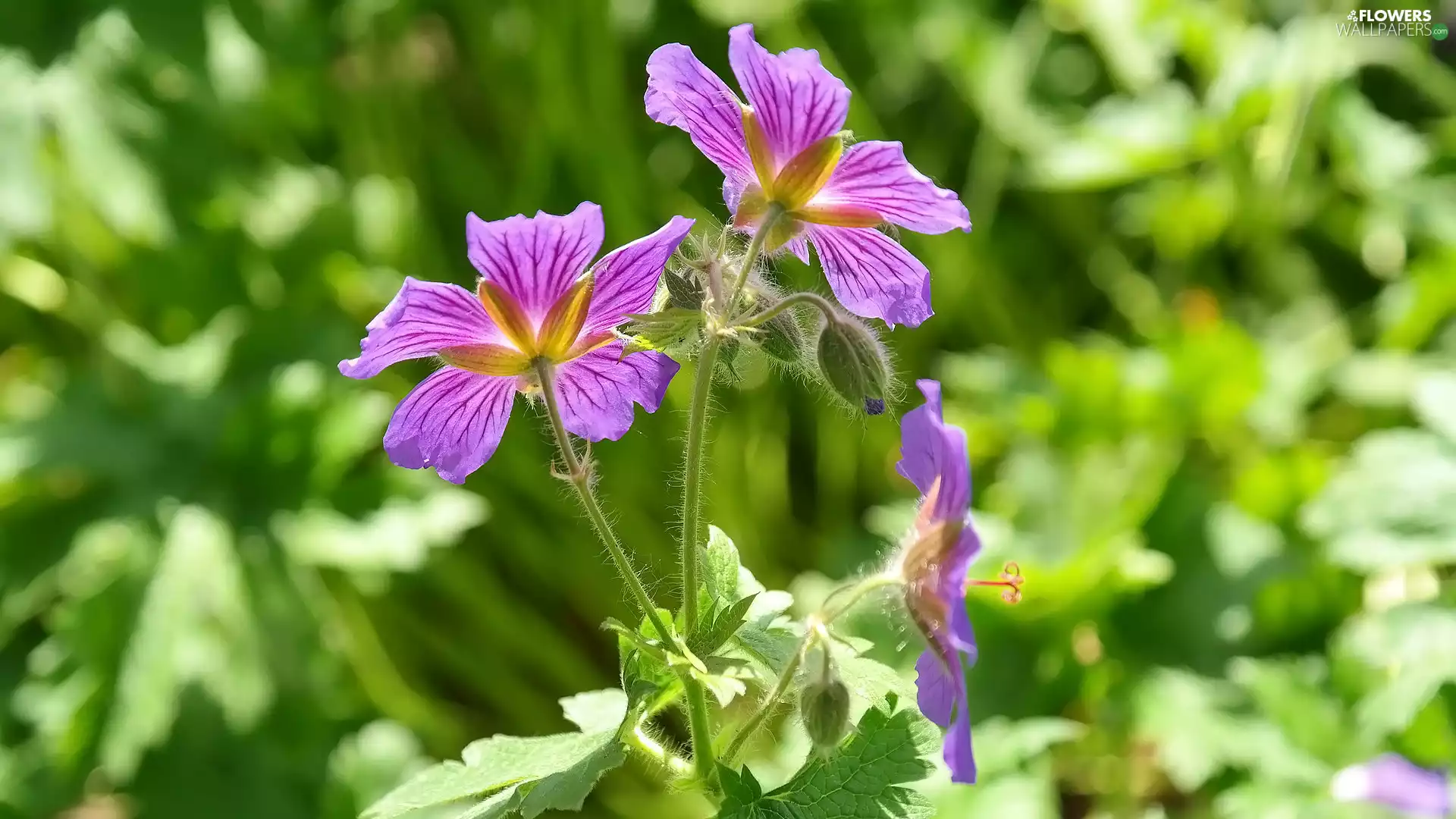 Flowers, leaves, Buds, geranium