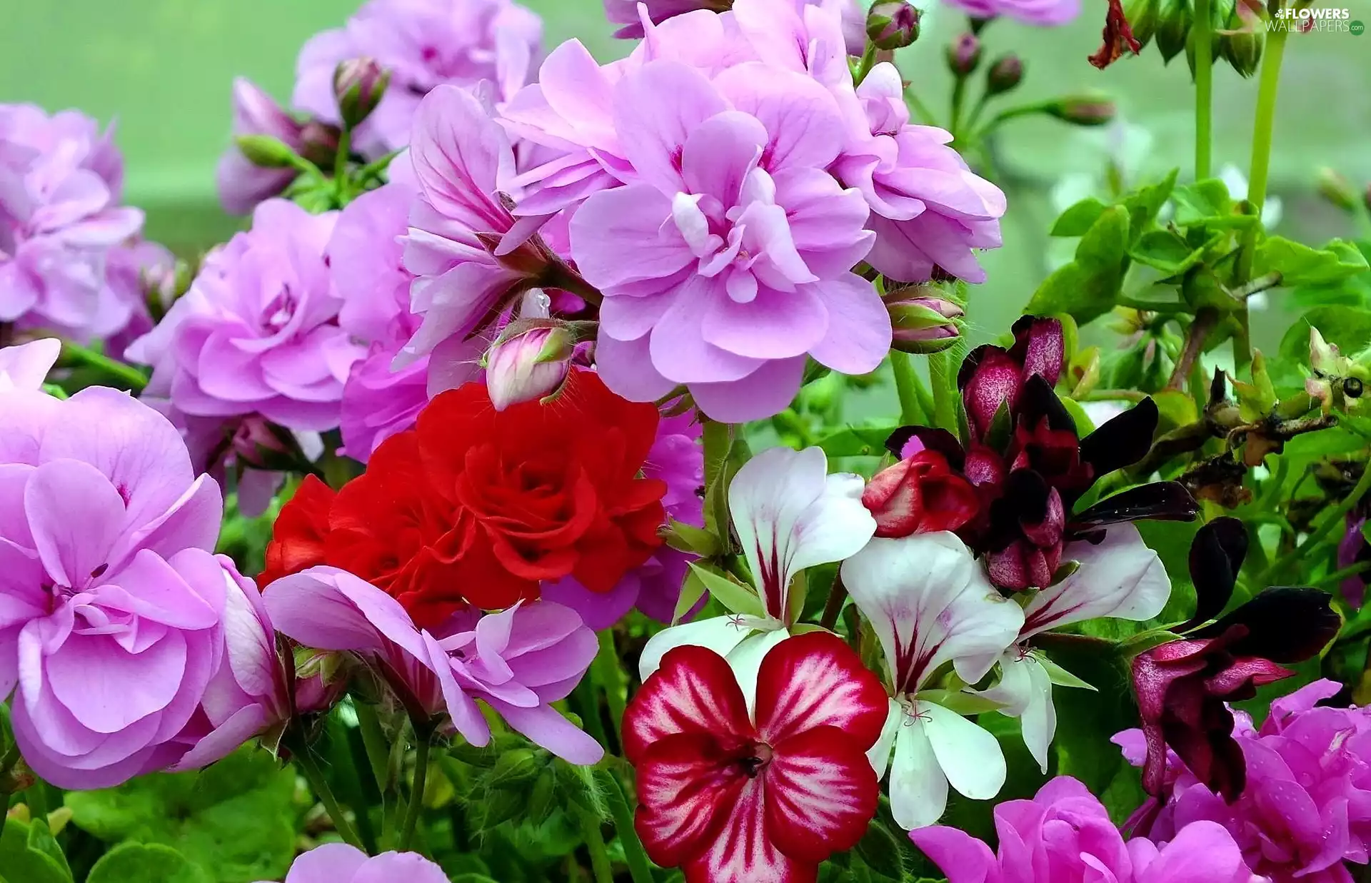 geranium, color, Flowers