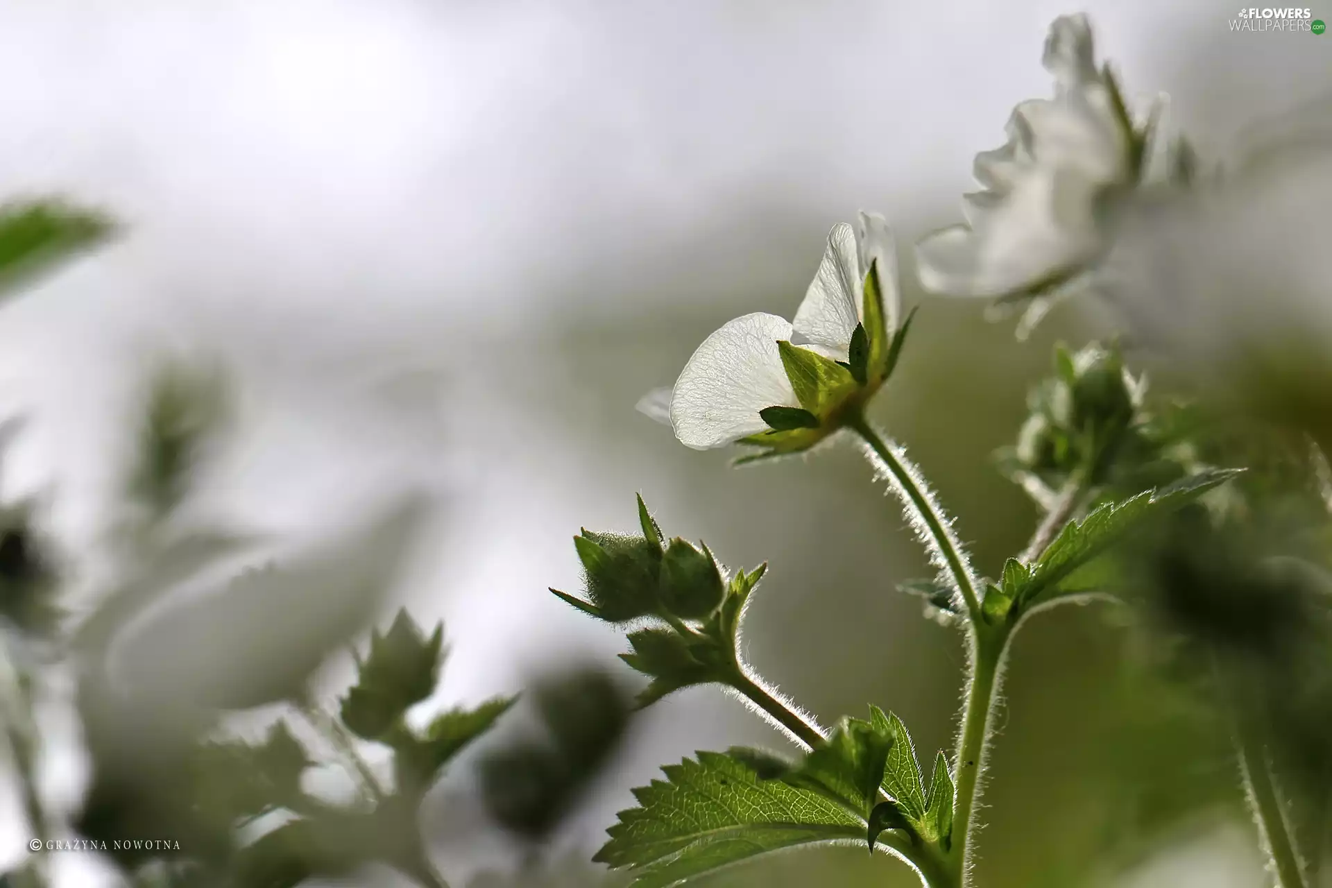 Colourfull Flowers, White, geranium