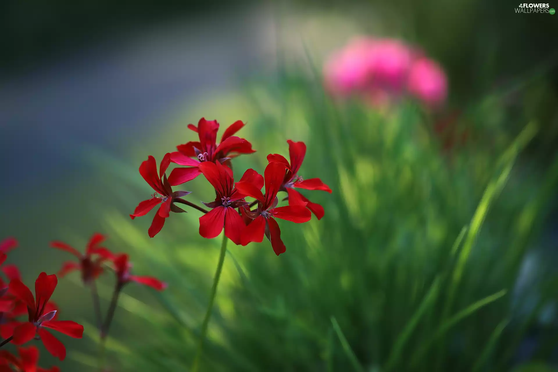 Flowers, red hot, geranium
