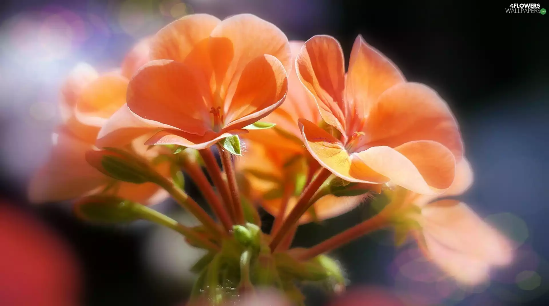 geranium, Orange, Flowers