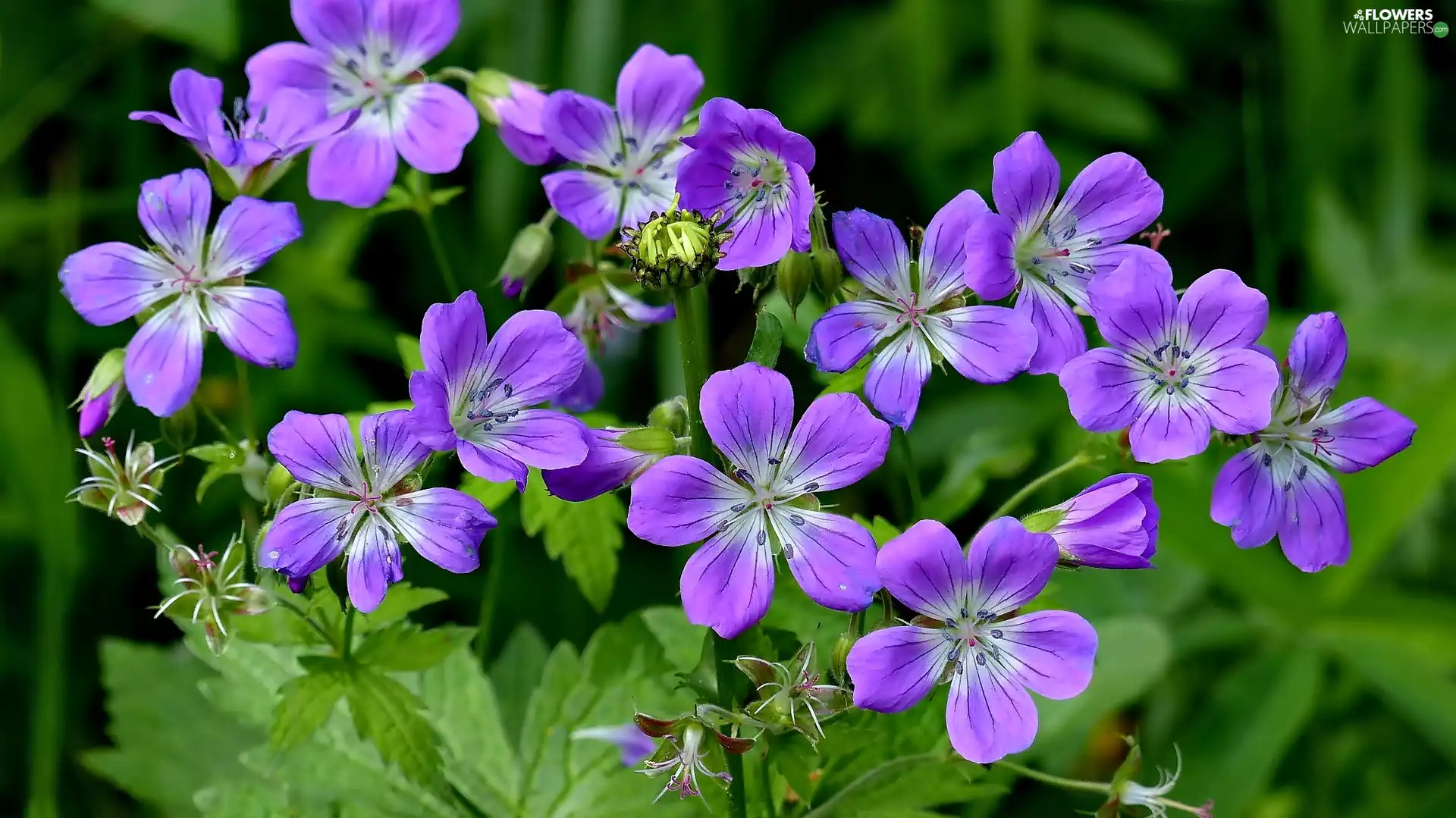 geranium, purple, Flowers