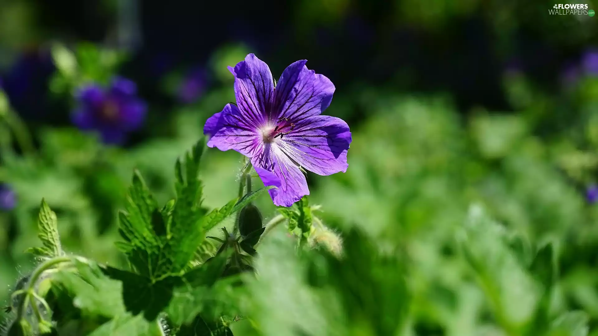 Leaf, Colourfull Flowers, geranium