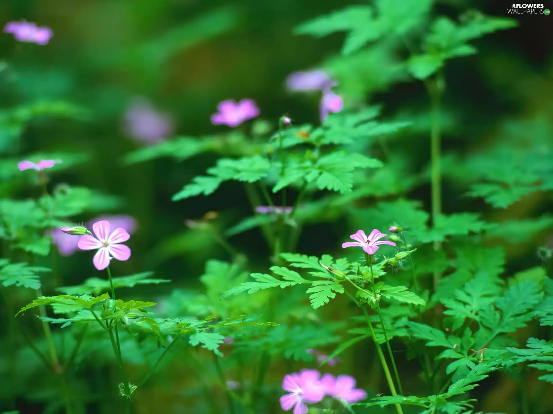 red geranium, Pink, flowers, Field