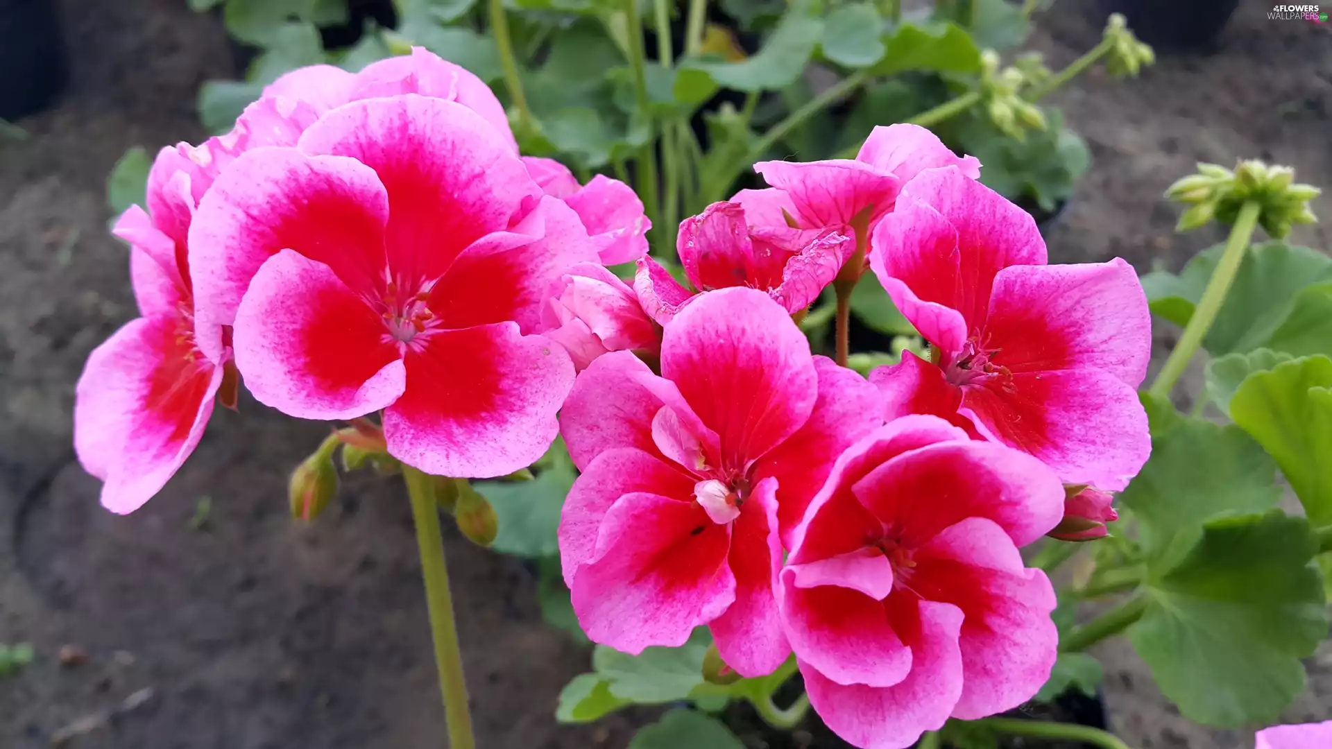 geranium, red, Pink