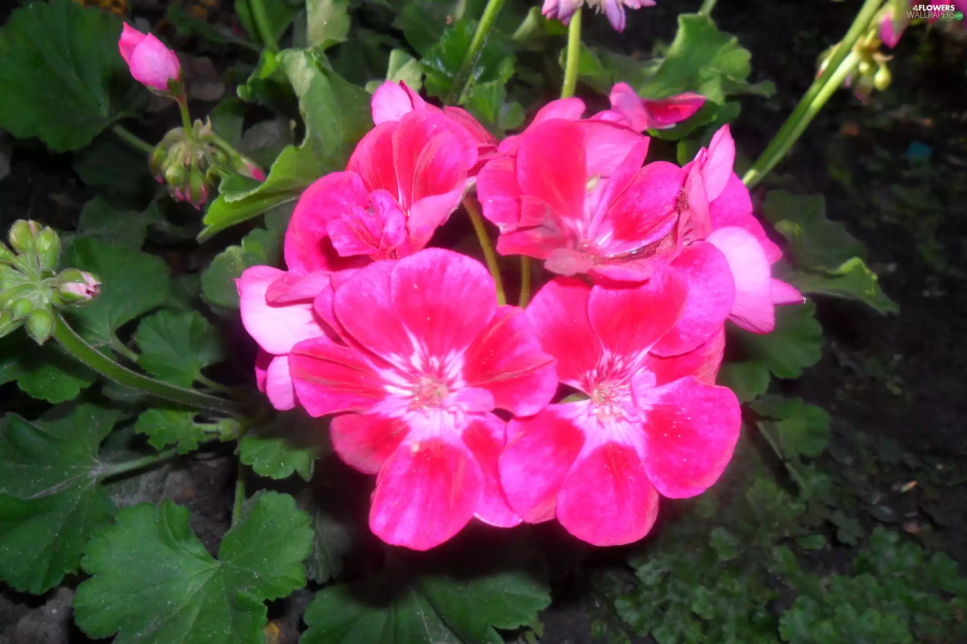 Pink, geranium