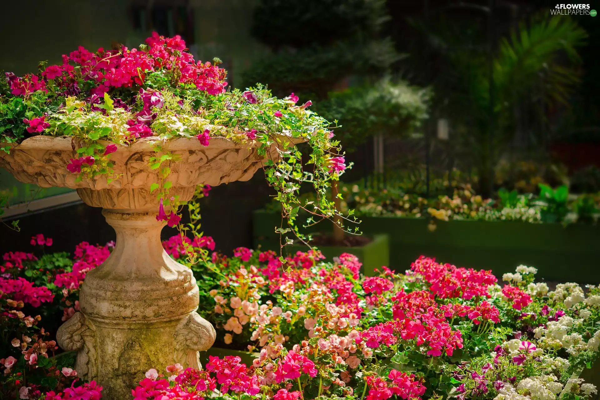 stone, geraniums, Garden, bowl, Park