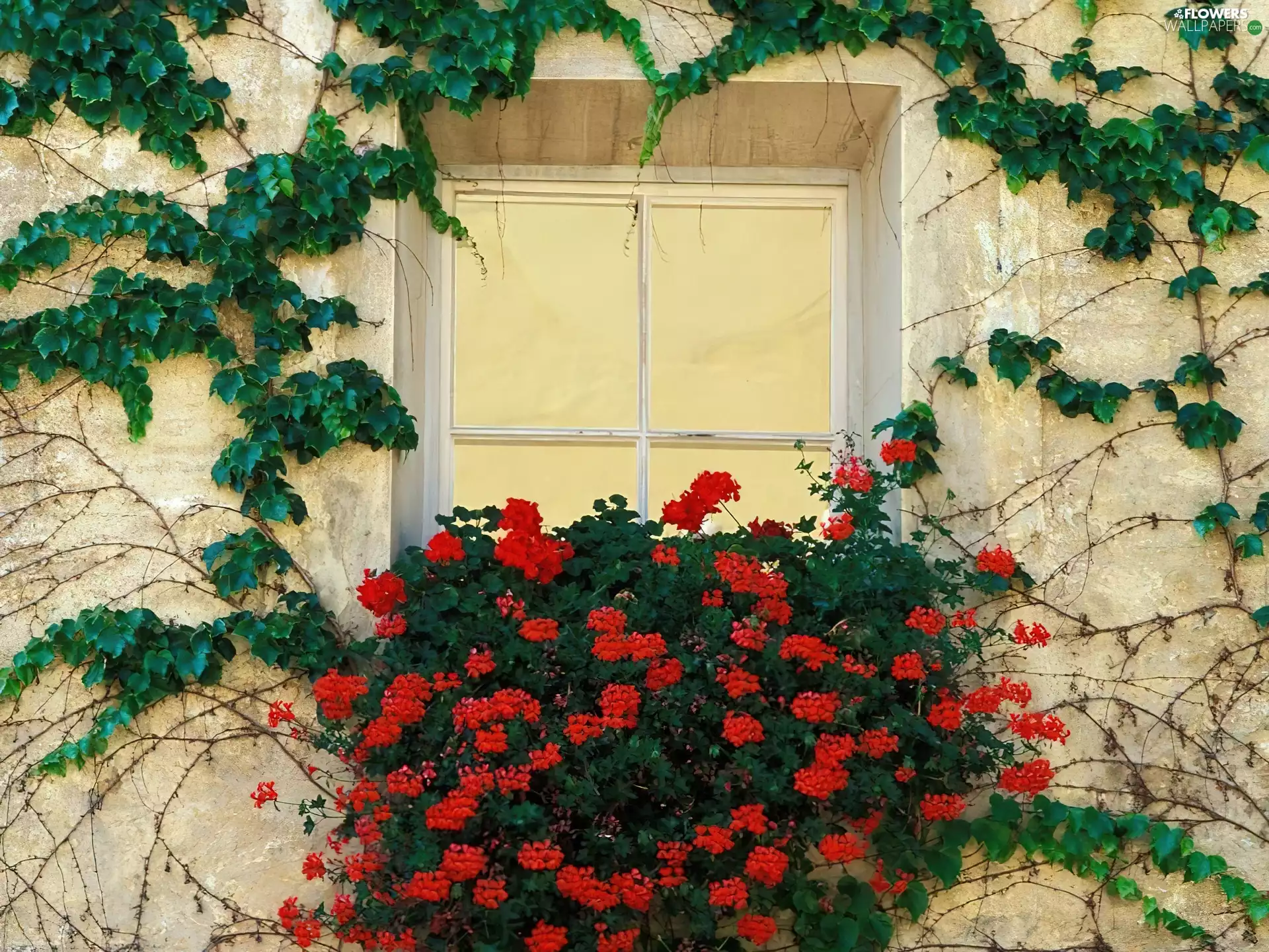 geraniums, Window, ivy