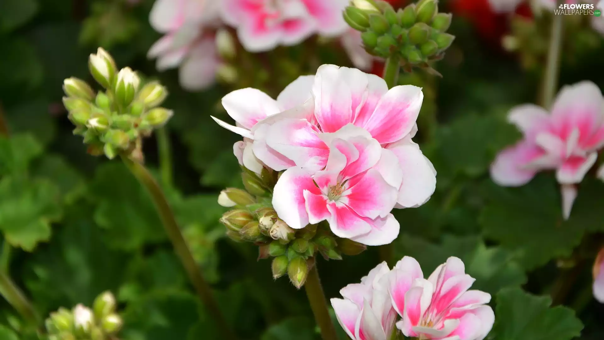 geraniums, flourishing, Pink
