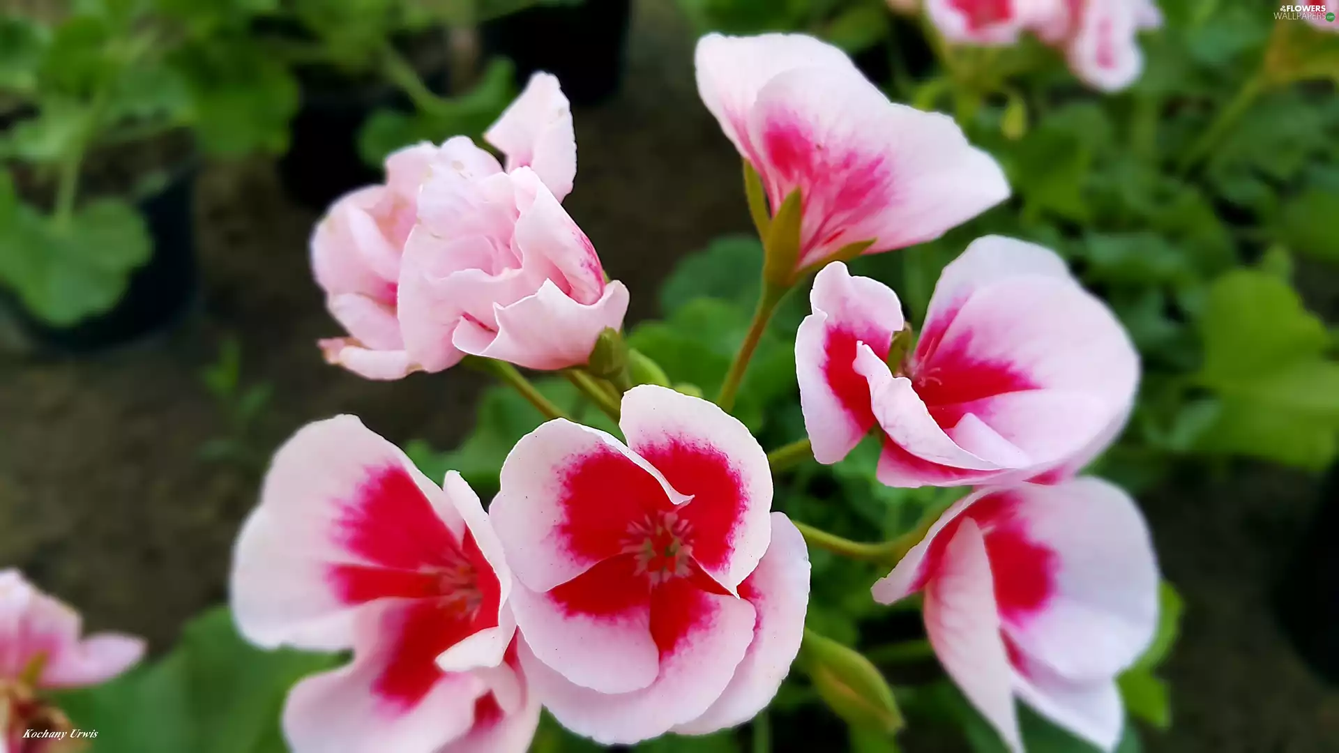 geraniums, white, Pink