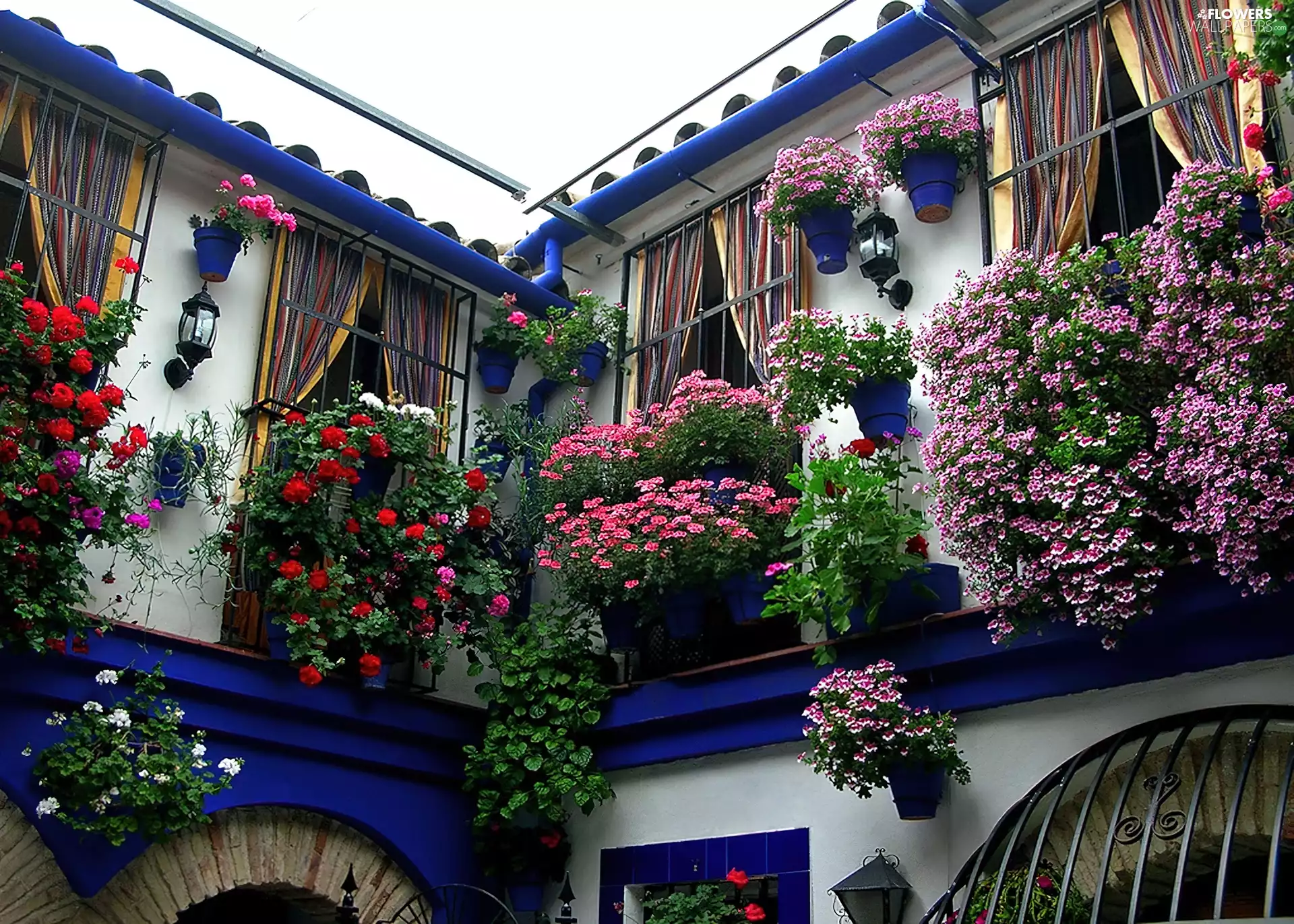 geraniums, Flourished, Windows