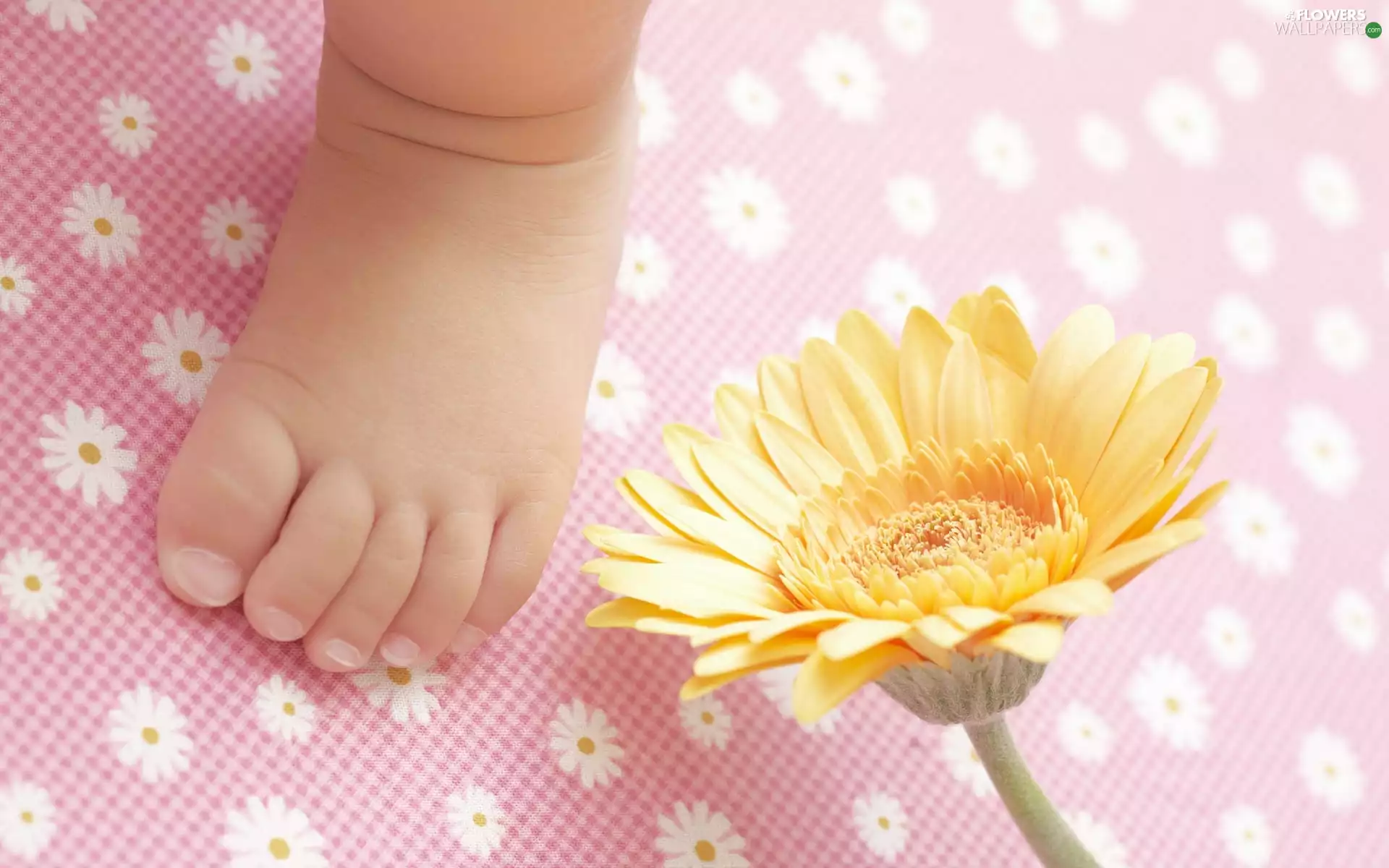 Children, Yellow, Gerber, leg