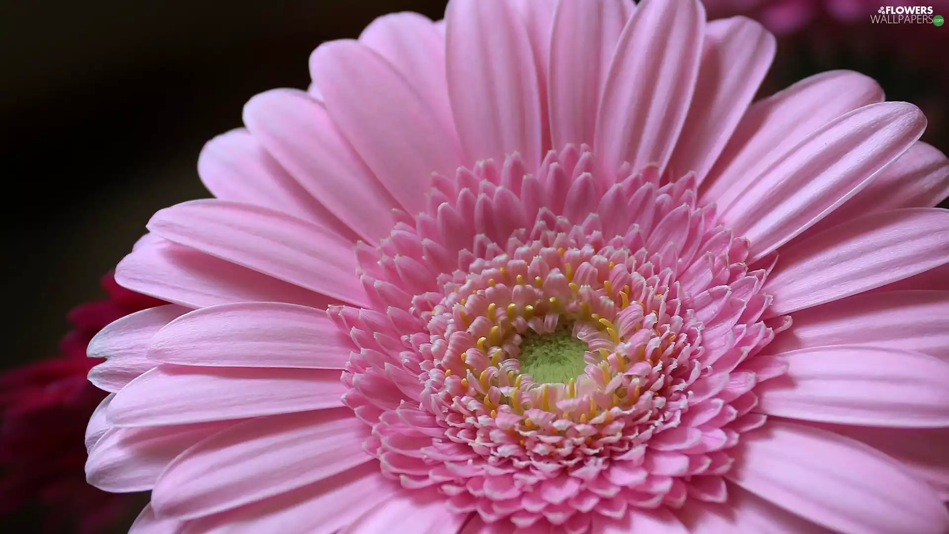 Colourfull Flowers, Pink, Gerber