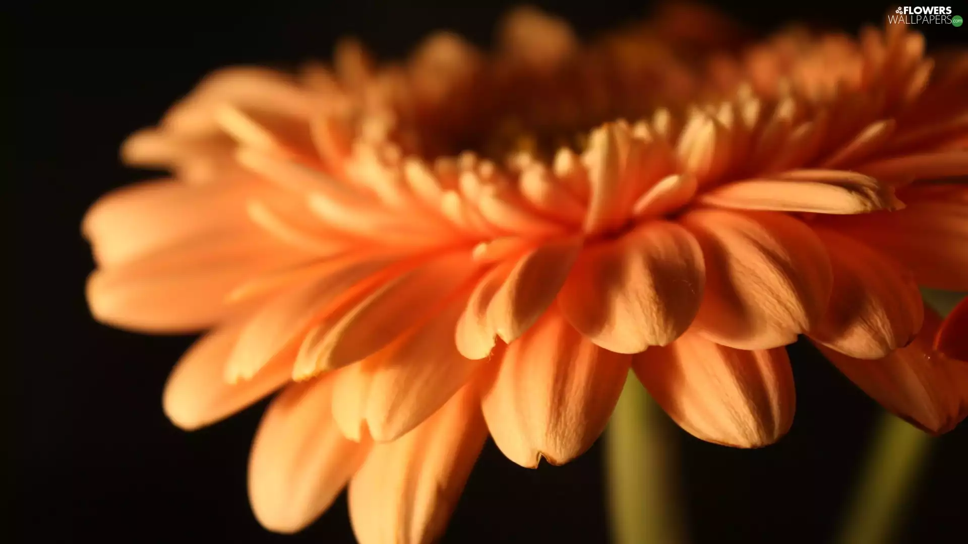 Gerbera