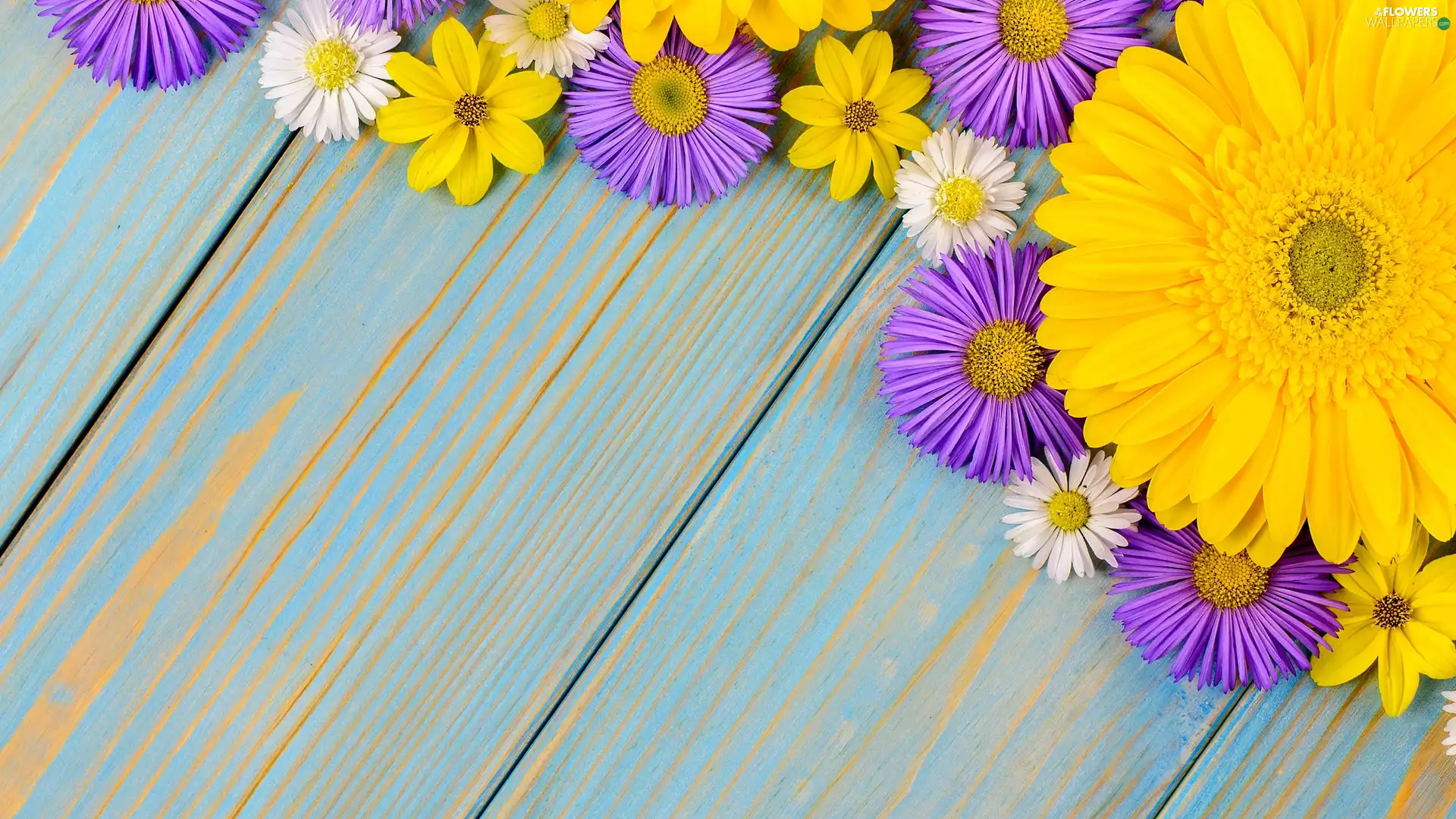 daisies, Gerbera, Astra, Yellow Honda