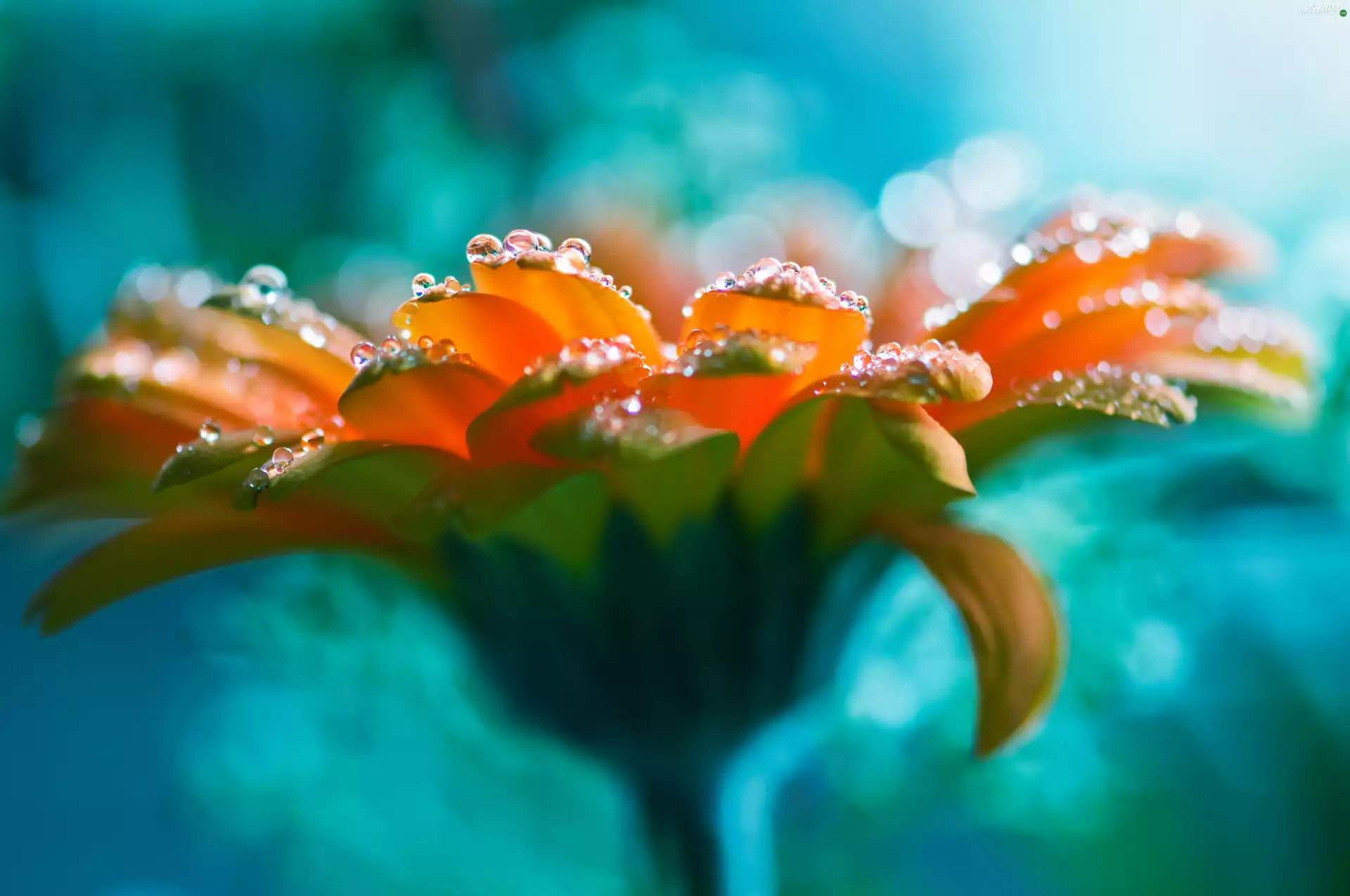 Gerbera, dew