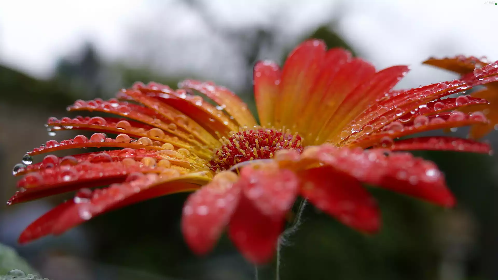 Gerbera, drops