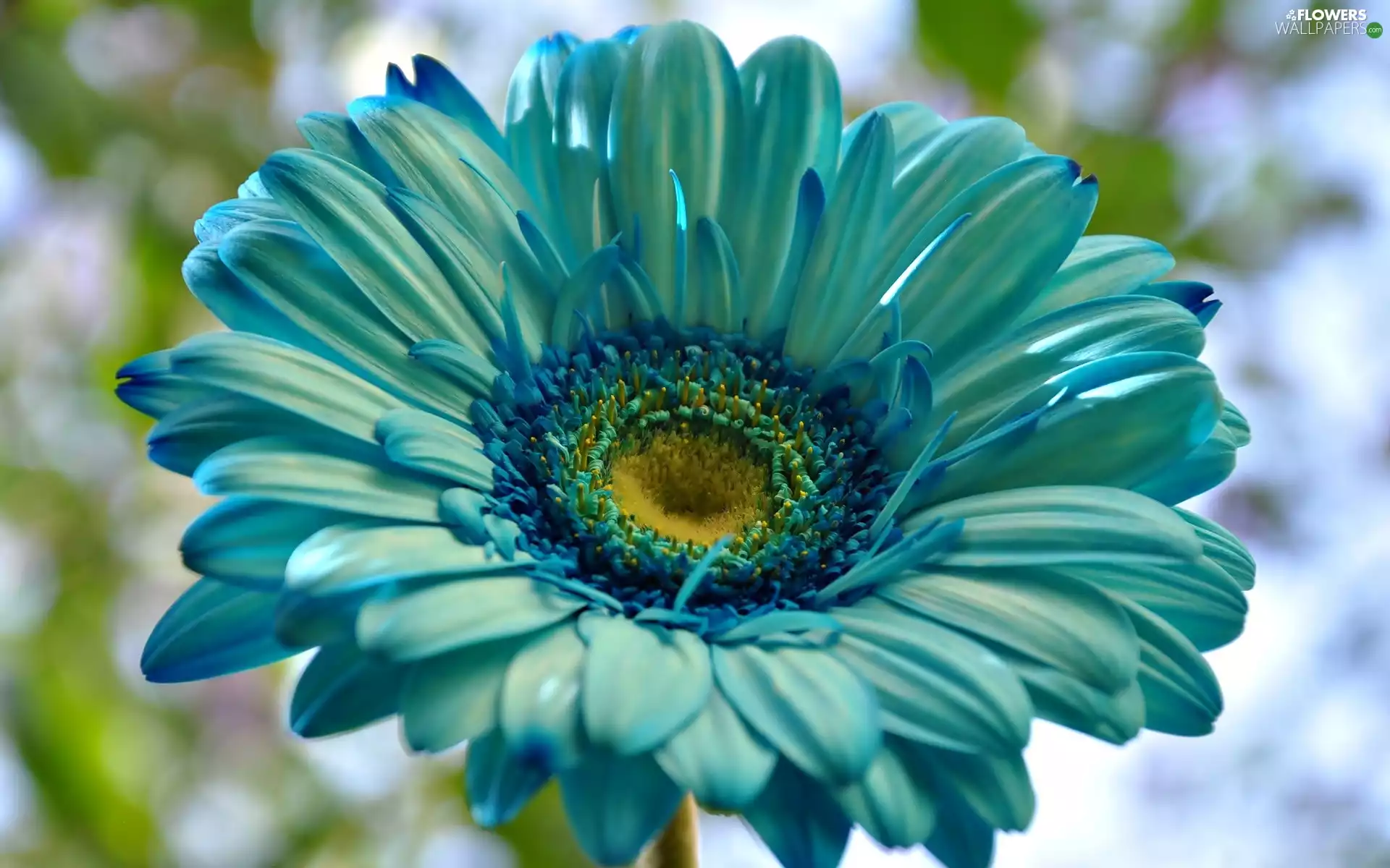 Flower, Gerbera