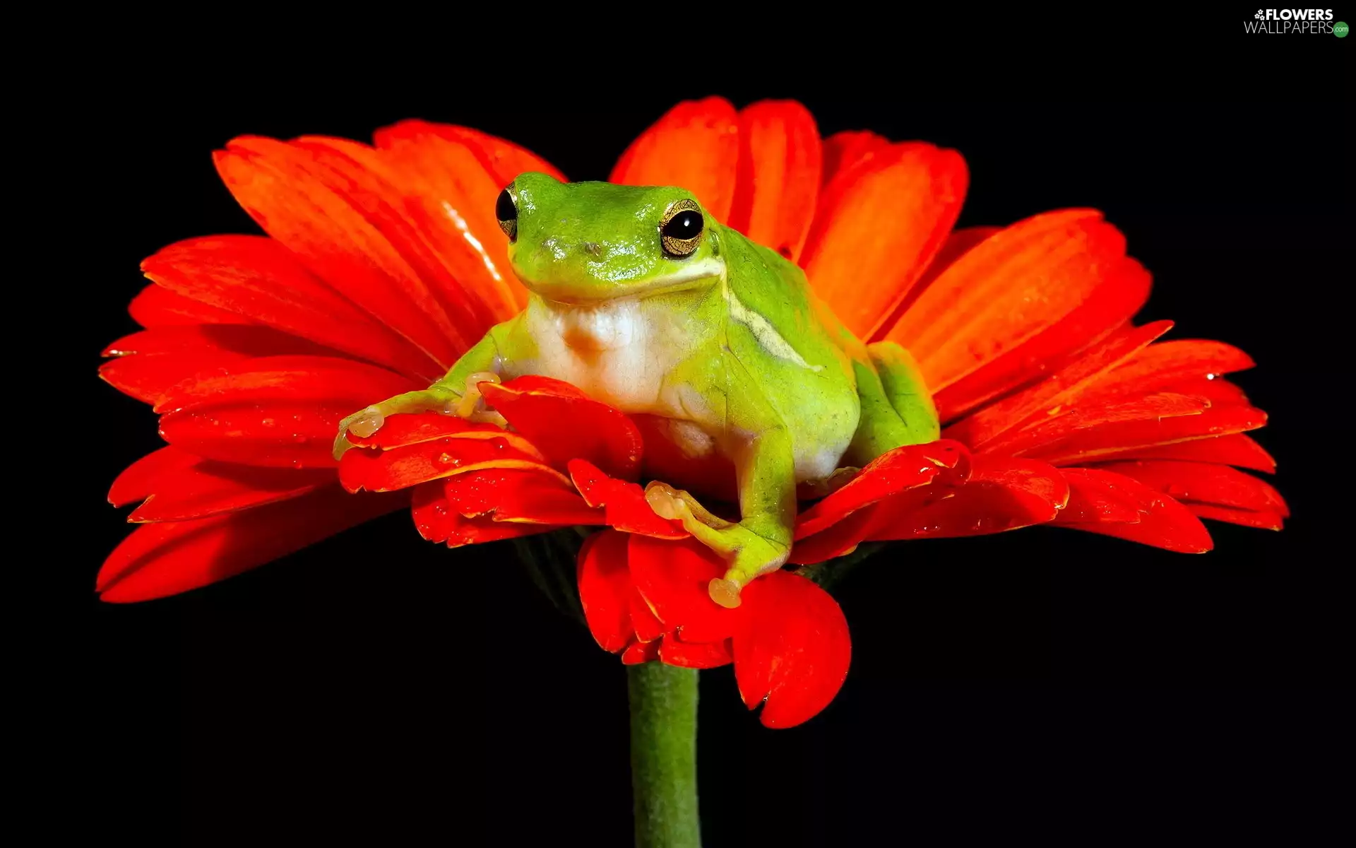 Gerbera, Green, frog