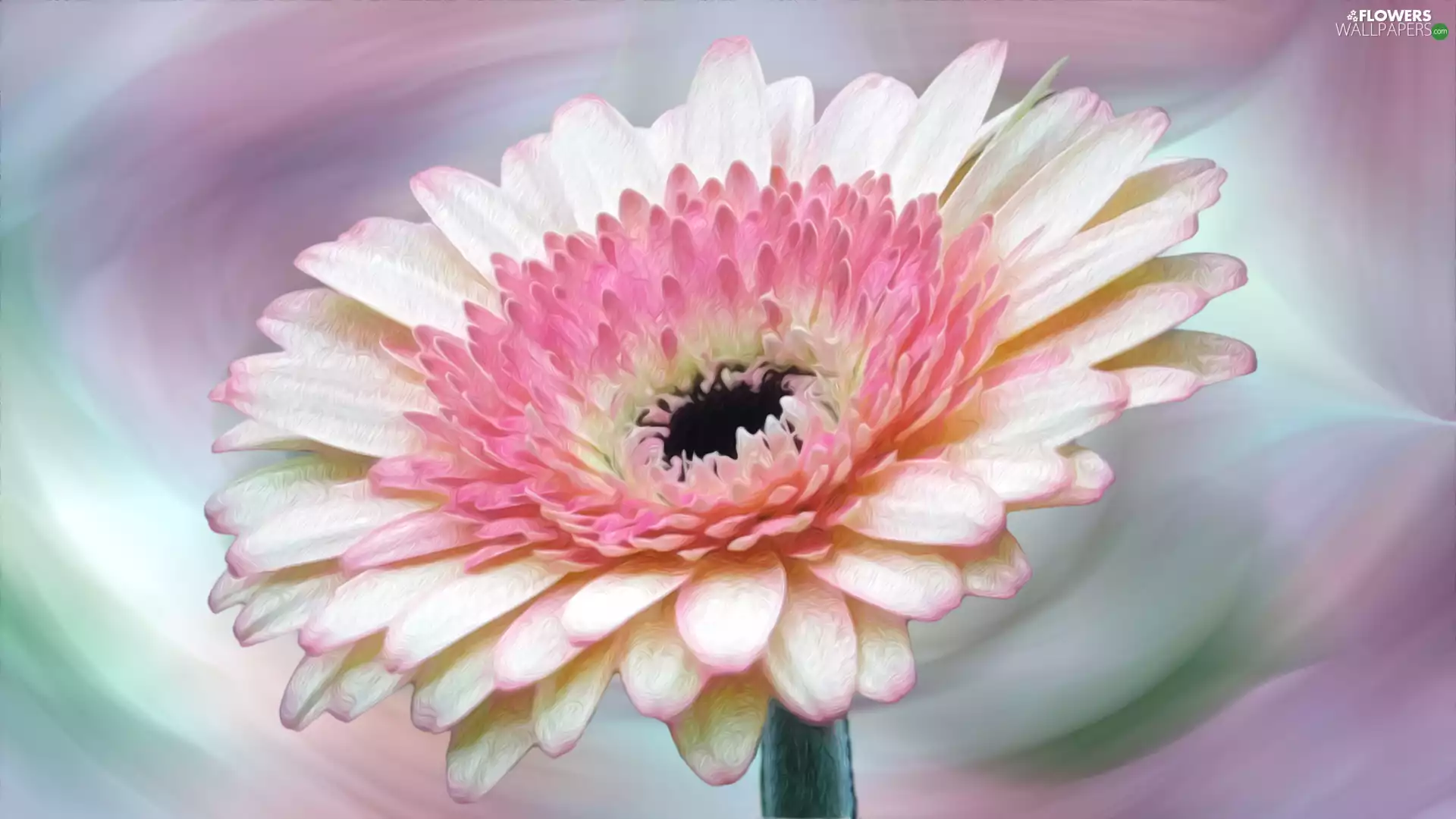 graphics, Colourfull Flowers, Gerbera