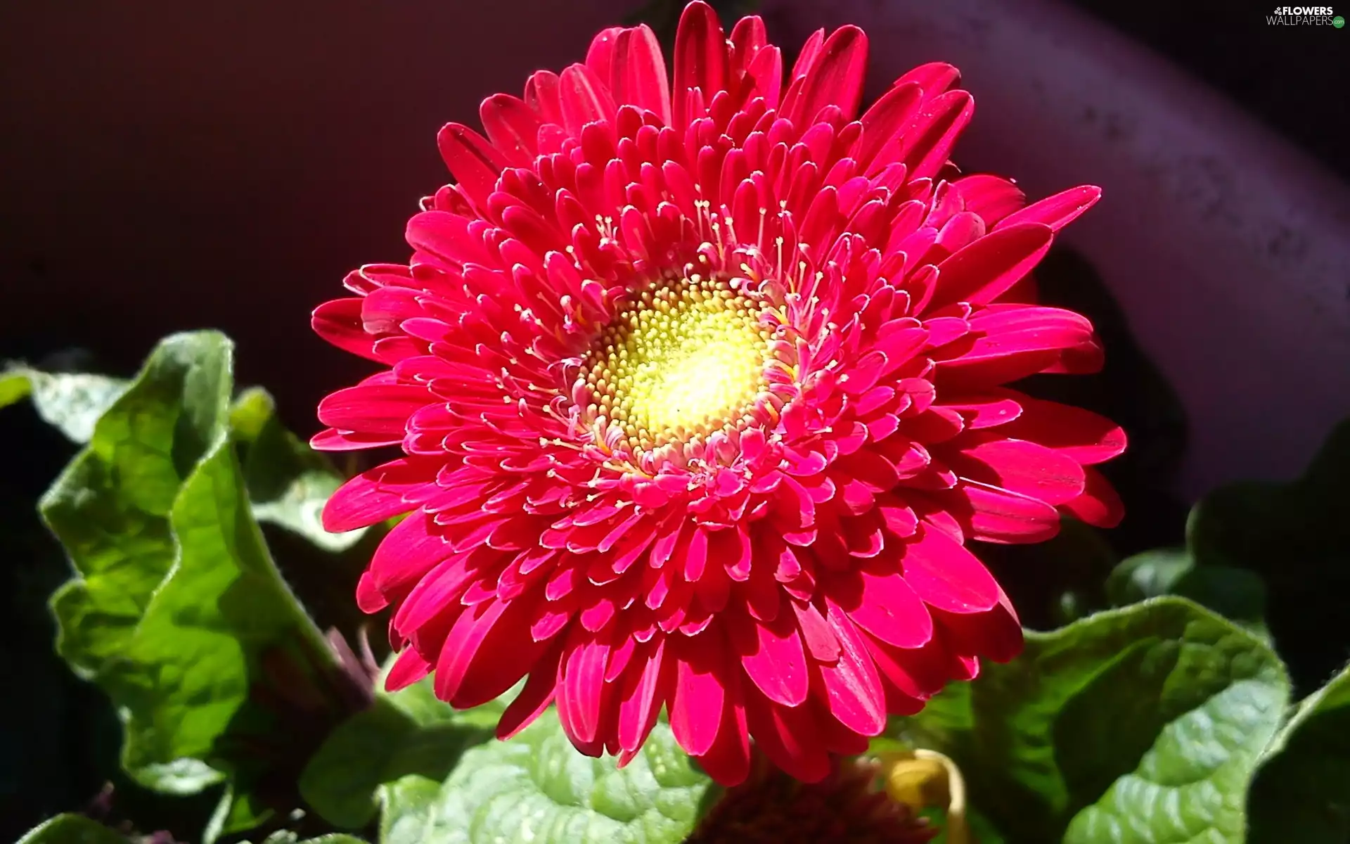 Leaf, red hot, Gerbera