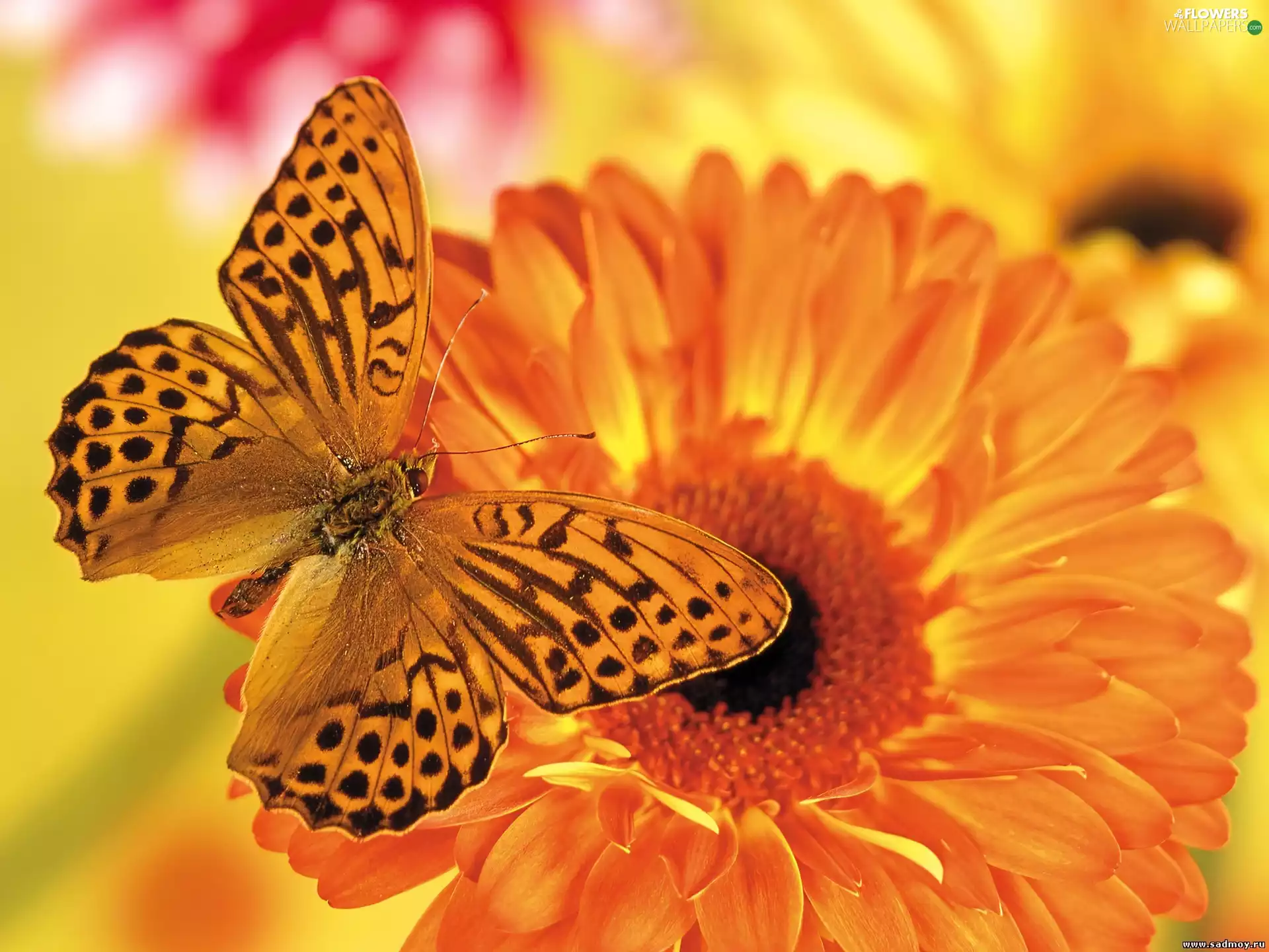 Gerbera, butterfly, Orange