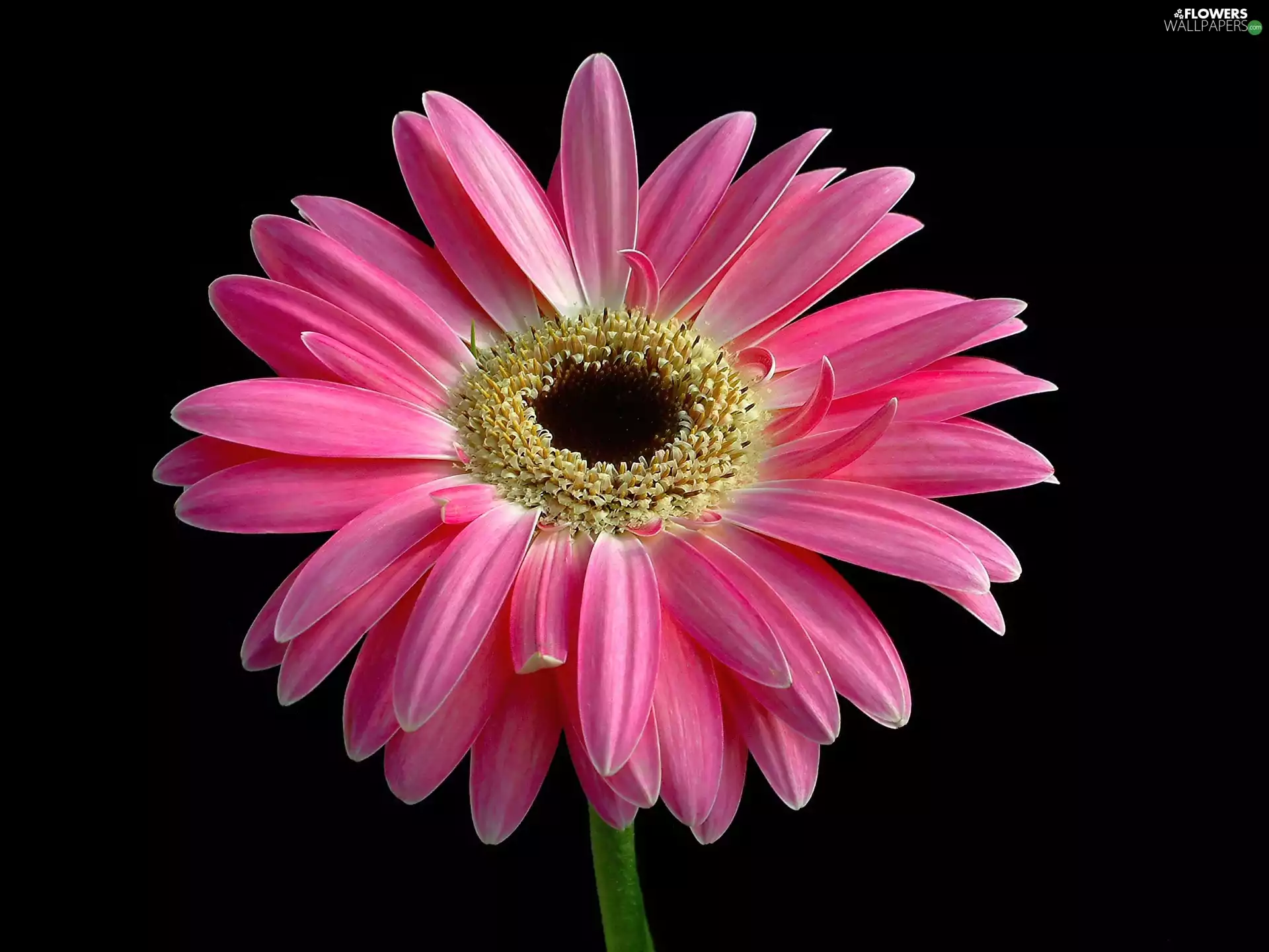 Pink, Gerbera