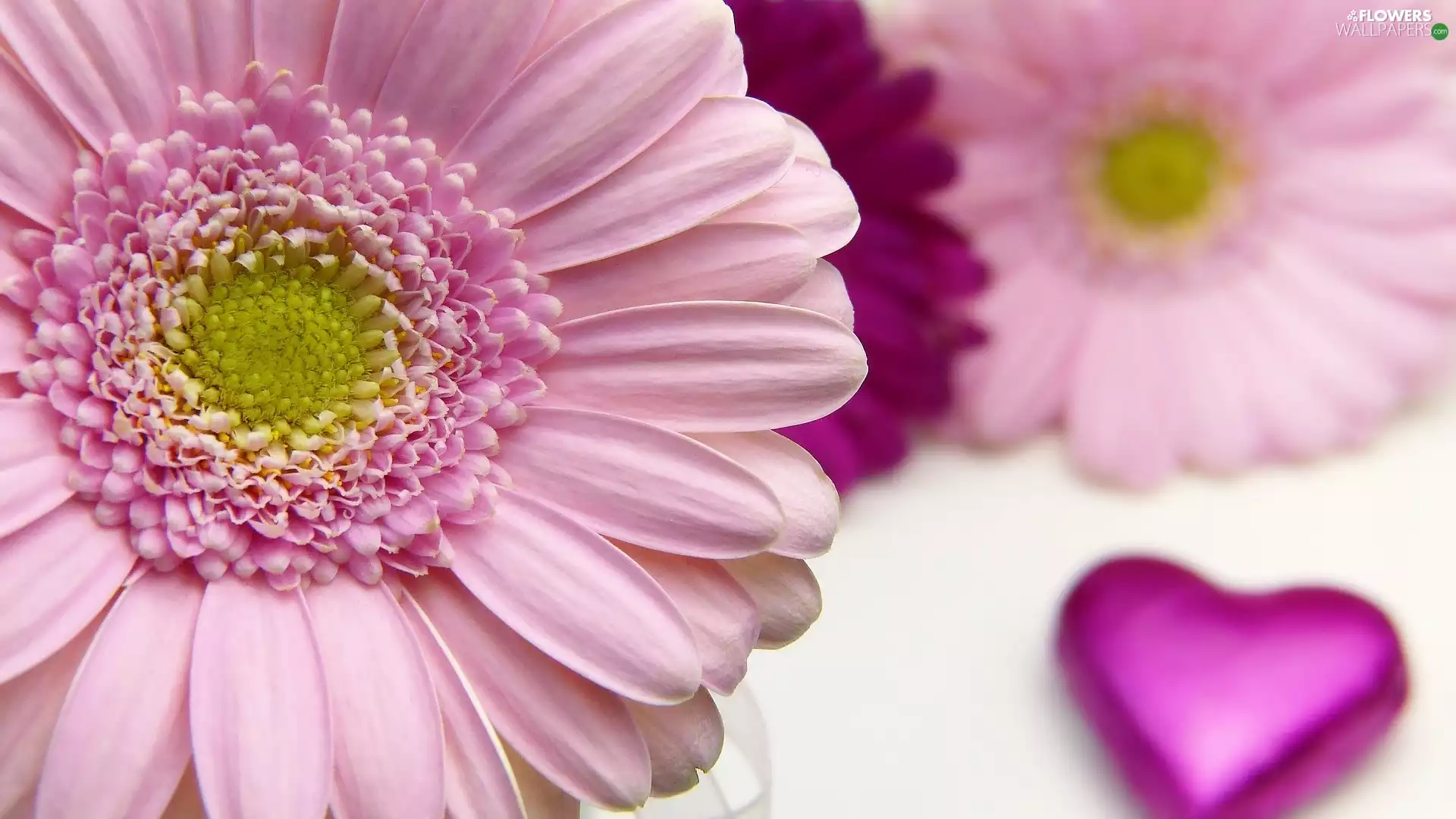 Pink, fuzzy, Heart, Gerbera