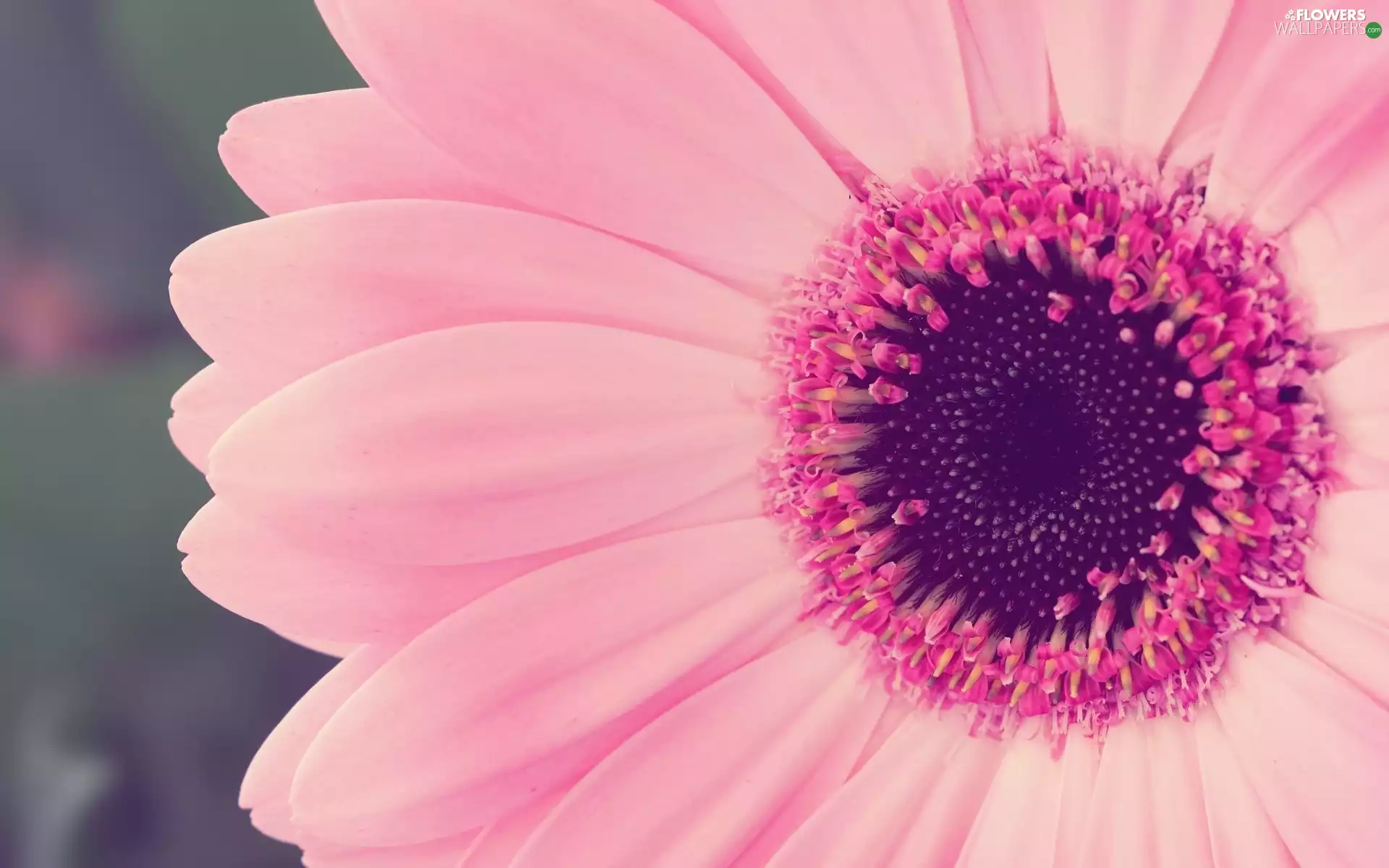 Gerbera, rapprochement, Pink