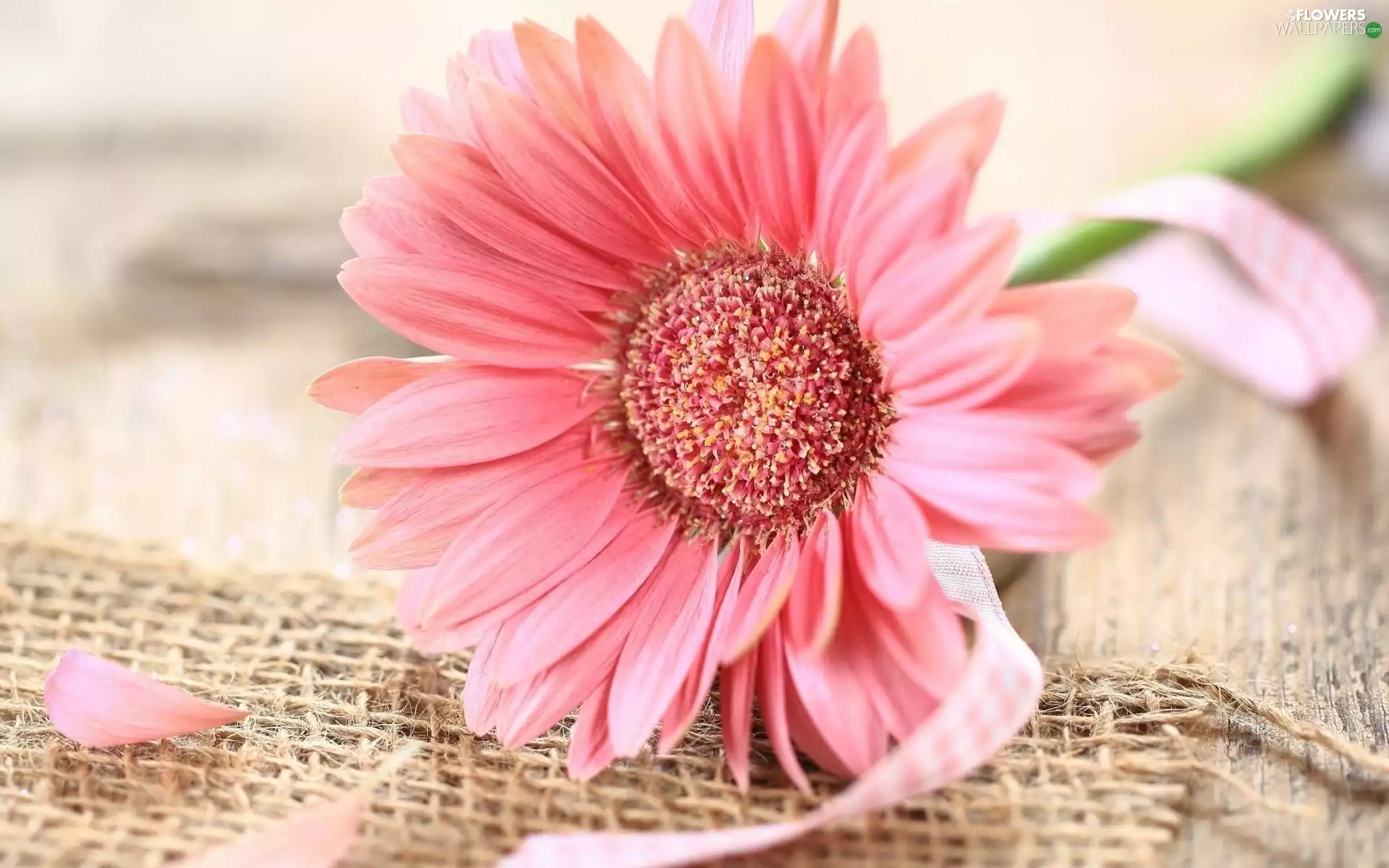 Pink, Linen, textile, Gerbera