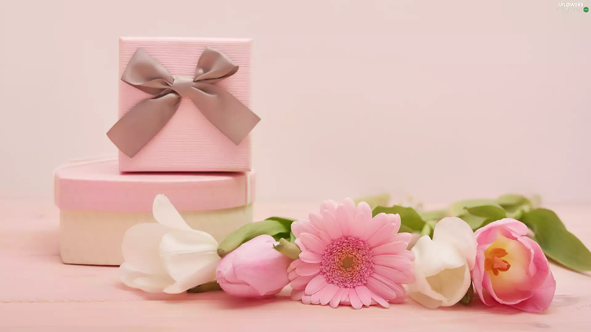 Gerbera, gifts, Tulips
