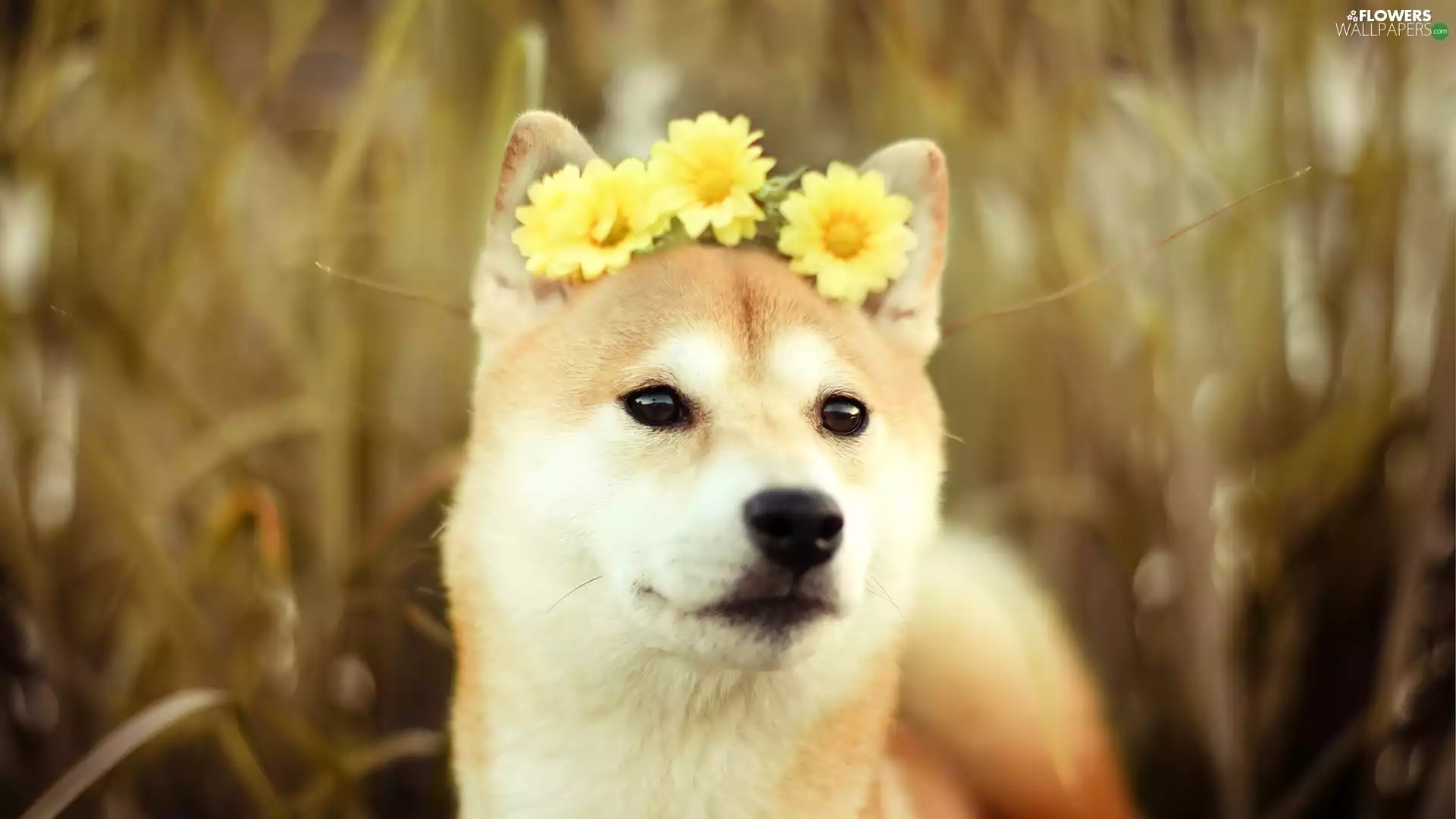 Yellow, gerberas, Akita, Inu, dog