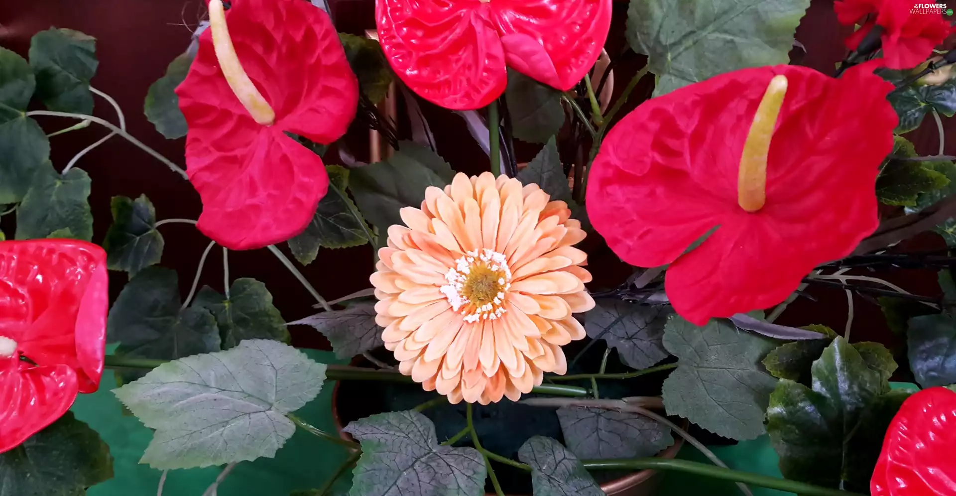 gerberas, Red, Anturium