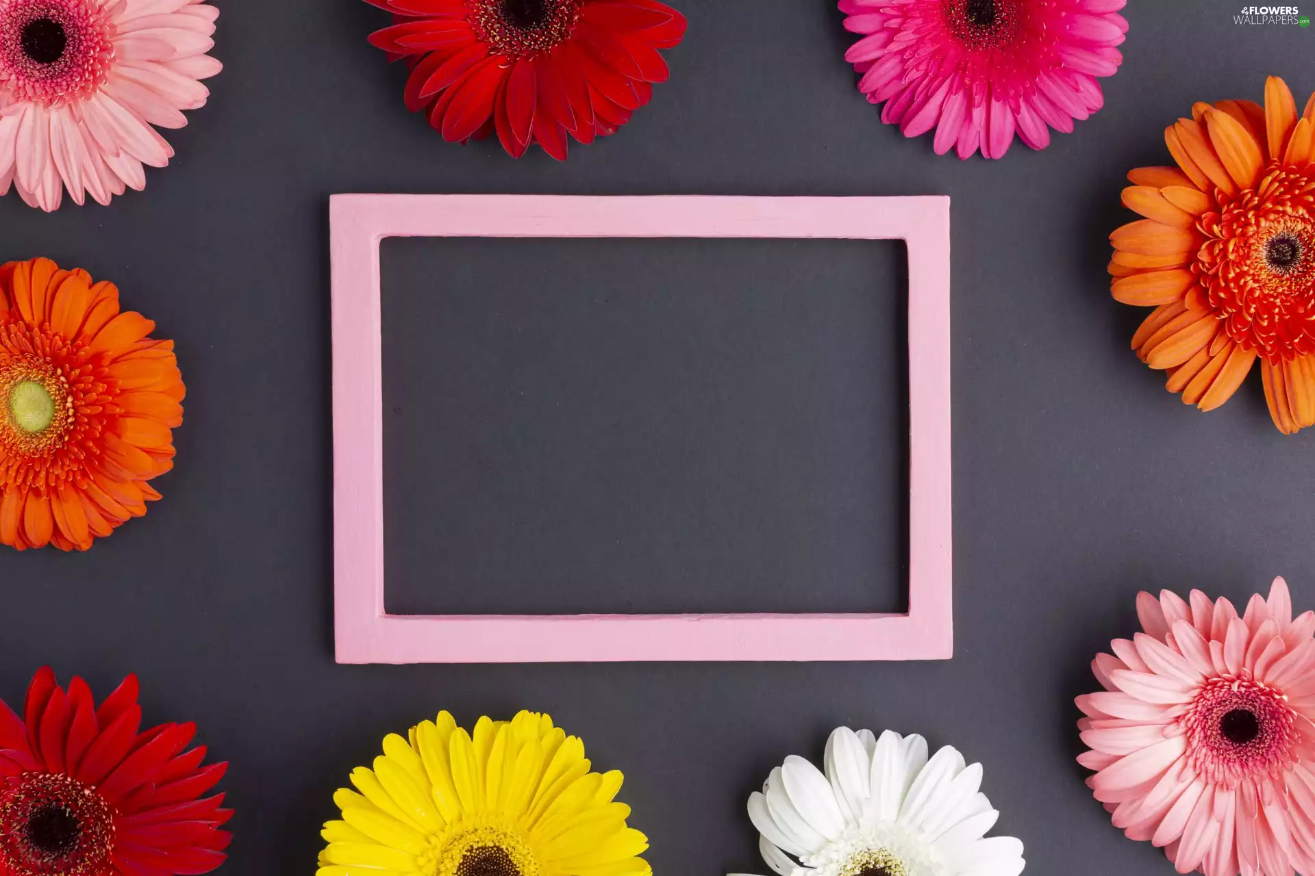 Pink, color, Black, gerberas, Flowers, frame, background